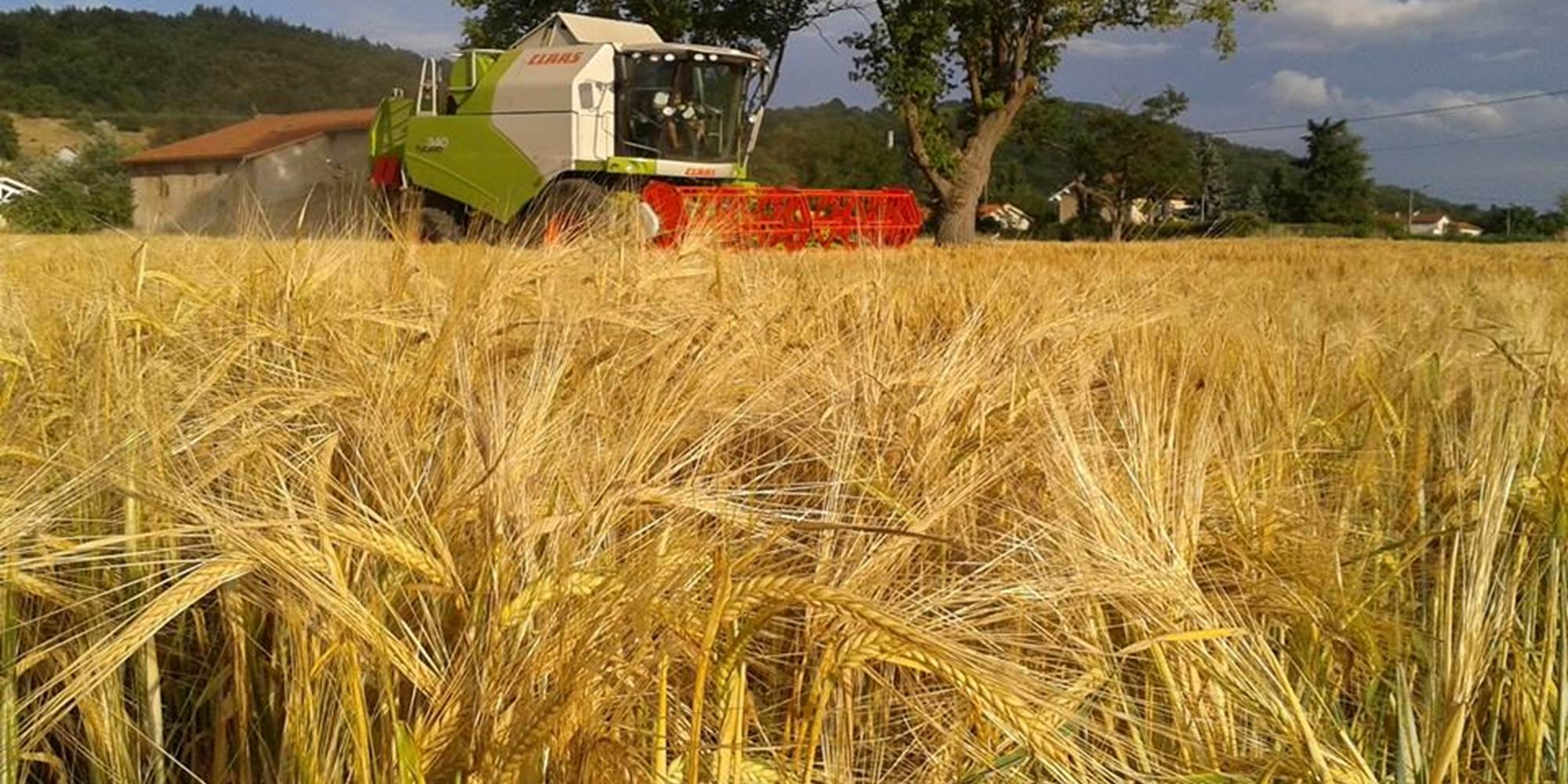 Ferme des delices foreziens, moisson orge, moissoneuse batteuse, claas, st cyr les vignes, loire forez, 42 - Copie