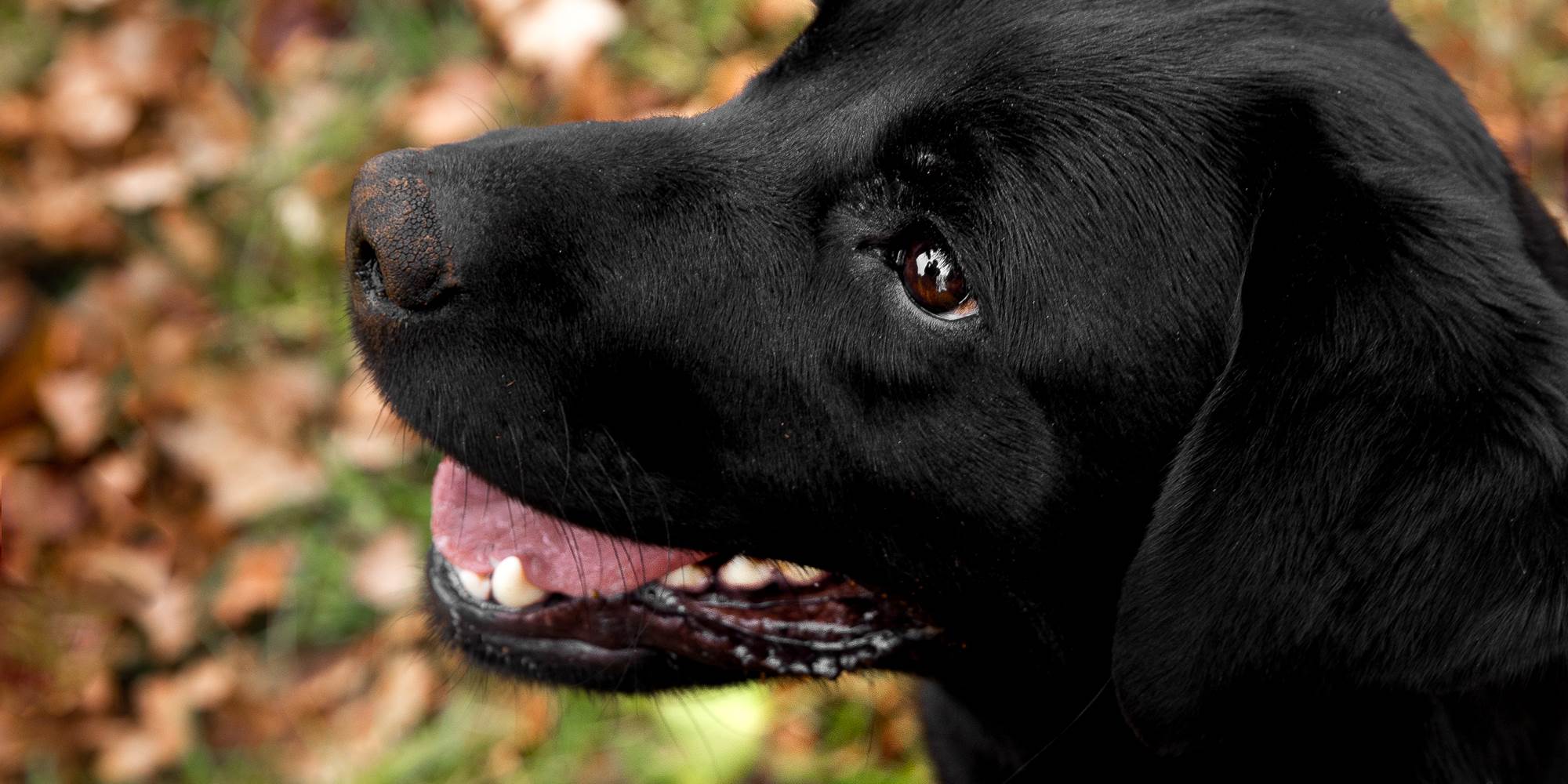 Notre chienne Orka