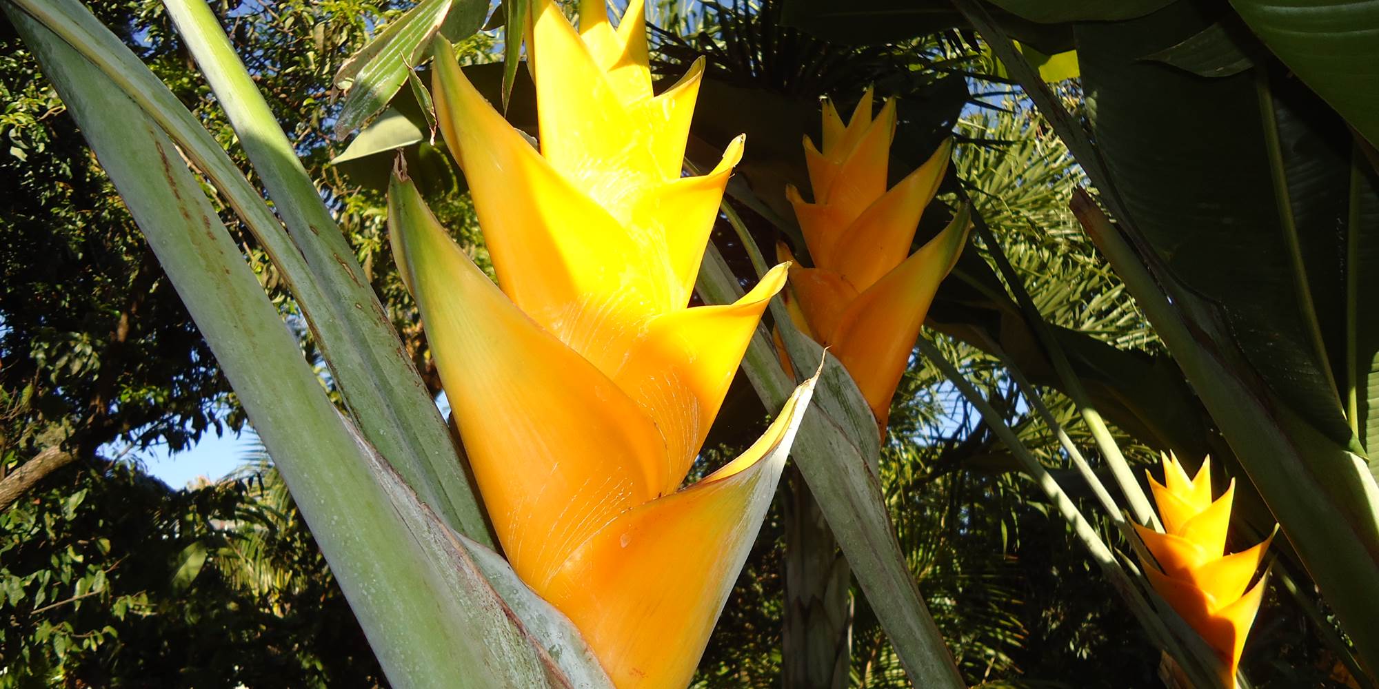 Fleur du jardin