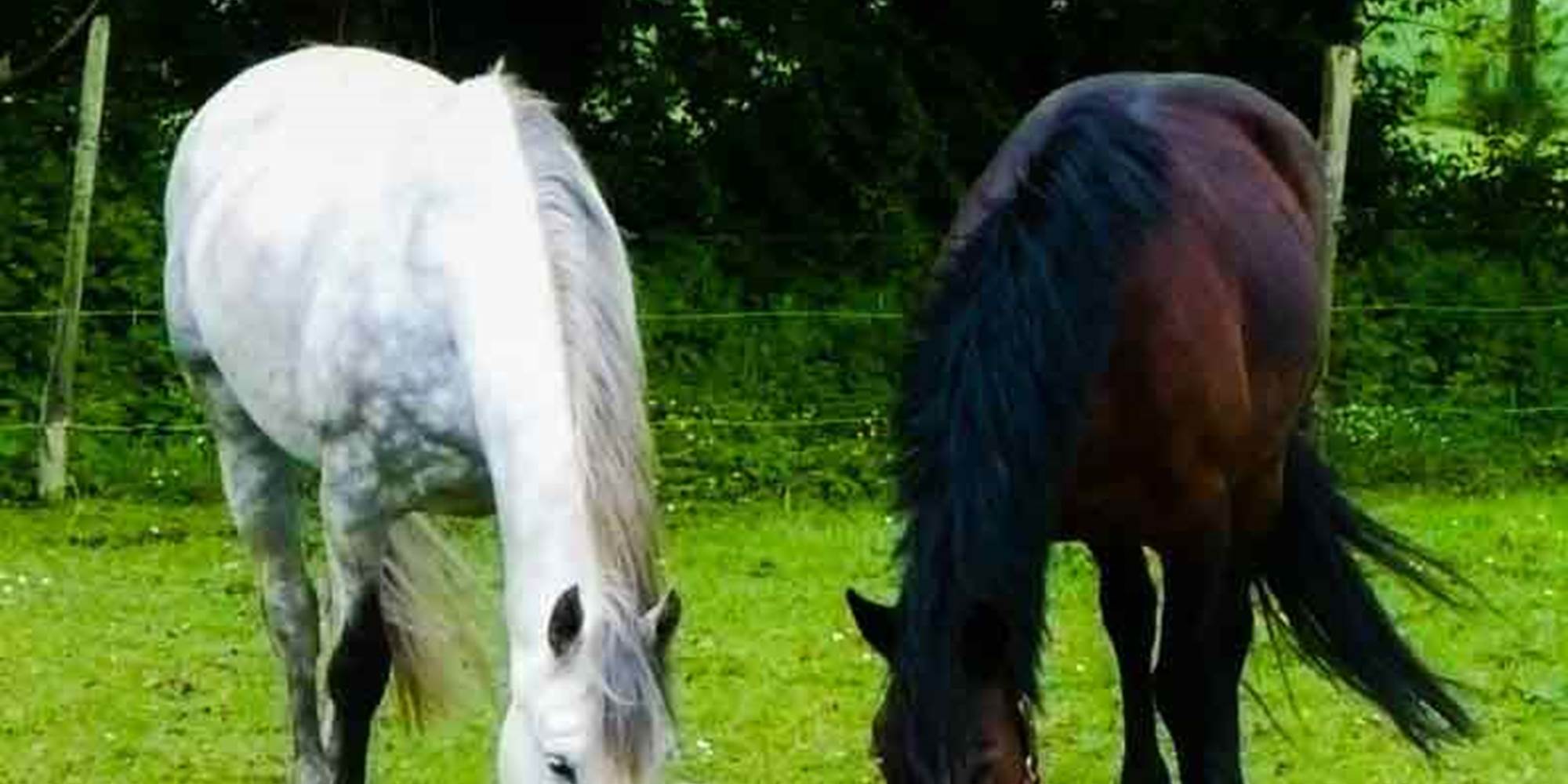 Domaine-des-Vallons-sulniac-morbihan-bretagne-sud