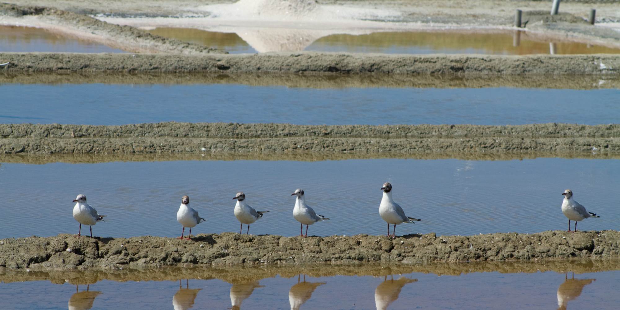 Re´_mouettes_marais_salants