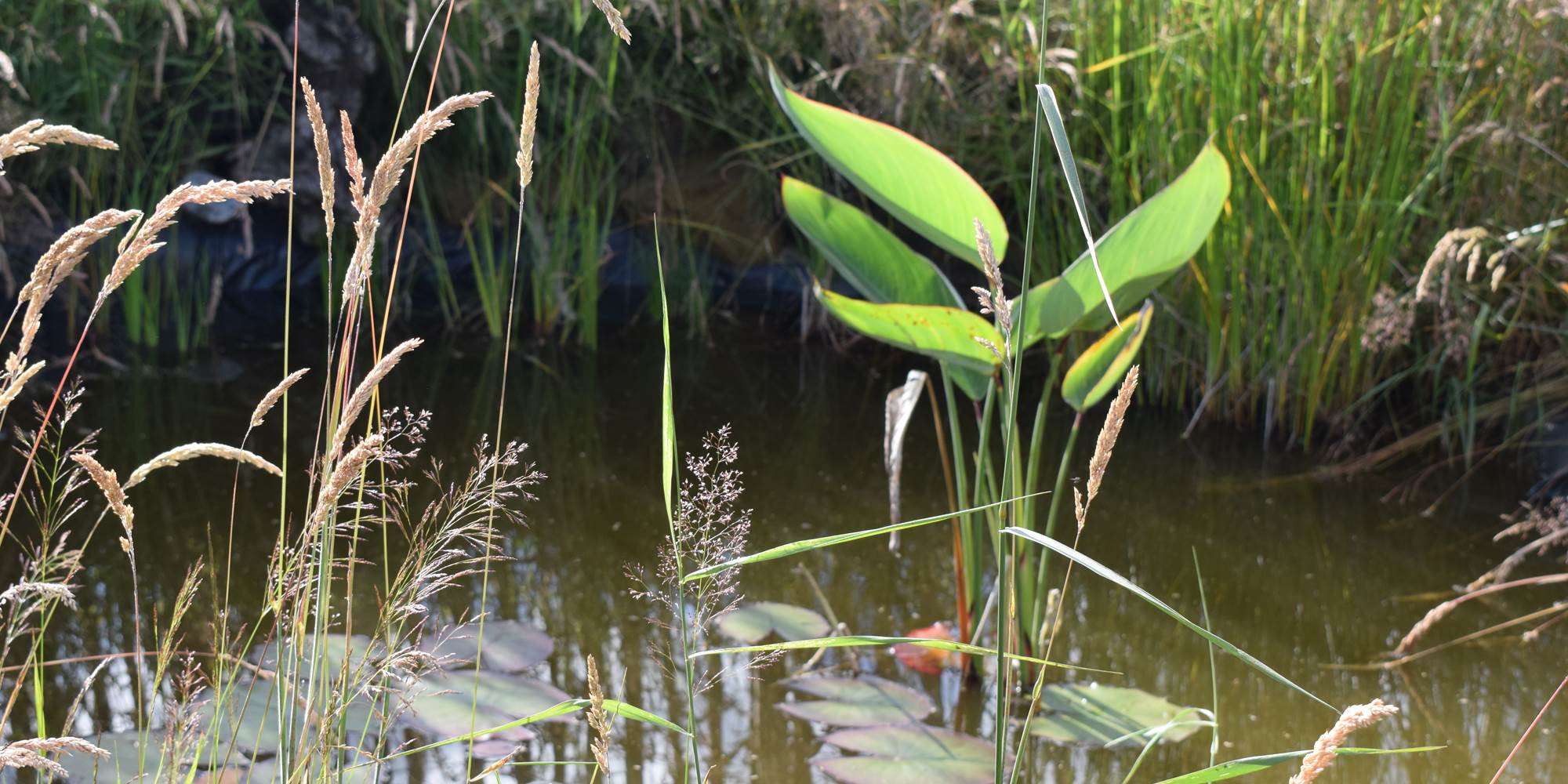 Mare aux grenouilles