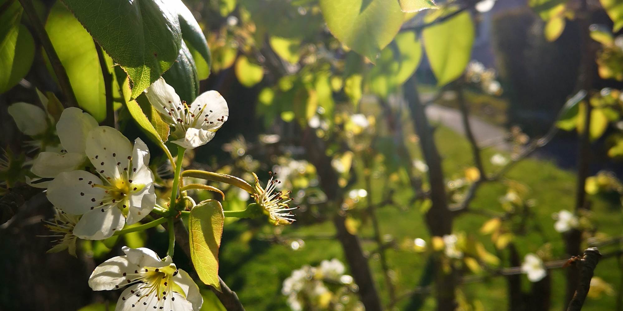 fleur de poire du jardin