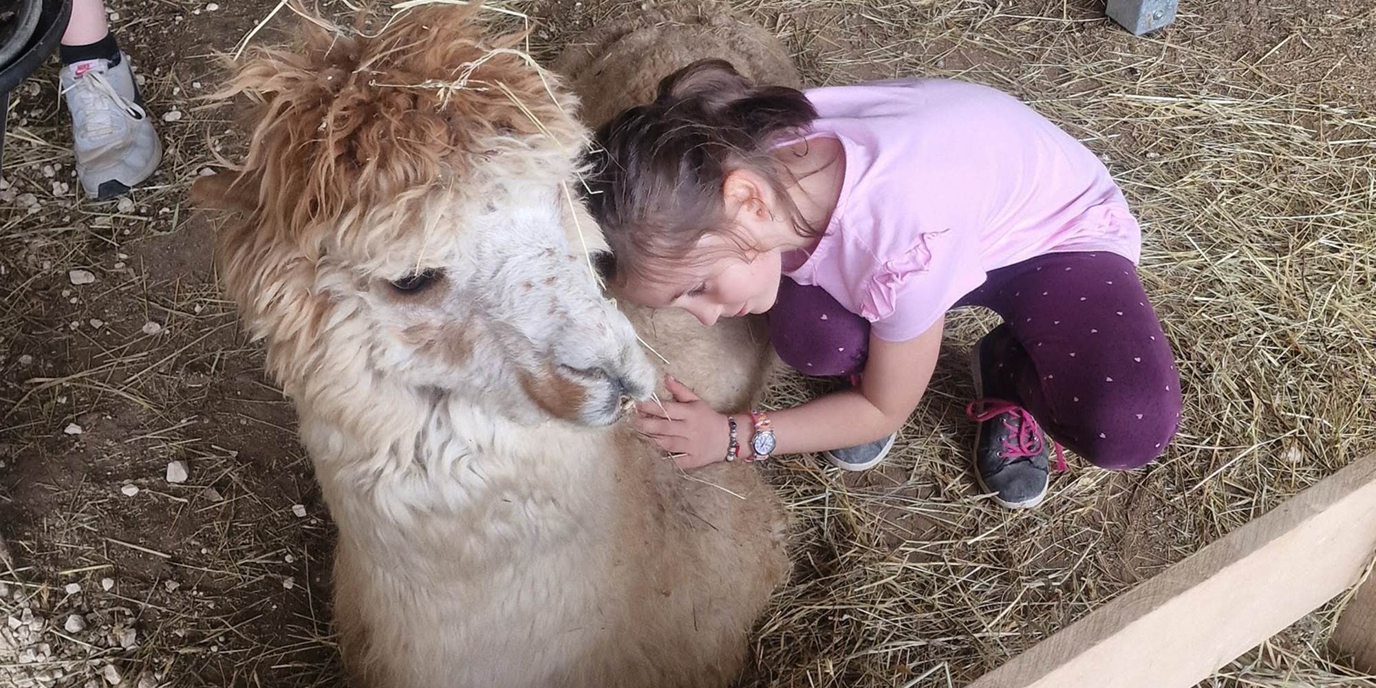 Soin et contact avec les animaux
