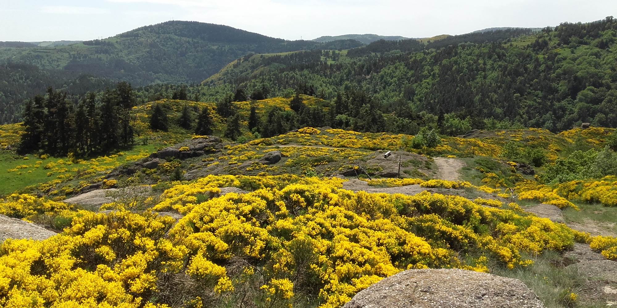 Chemin de randonnée en Margeride au milieu des genêts en fleur