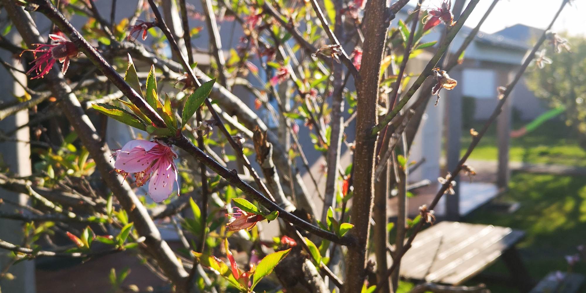 fleur de peche du jardin