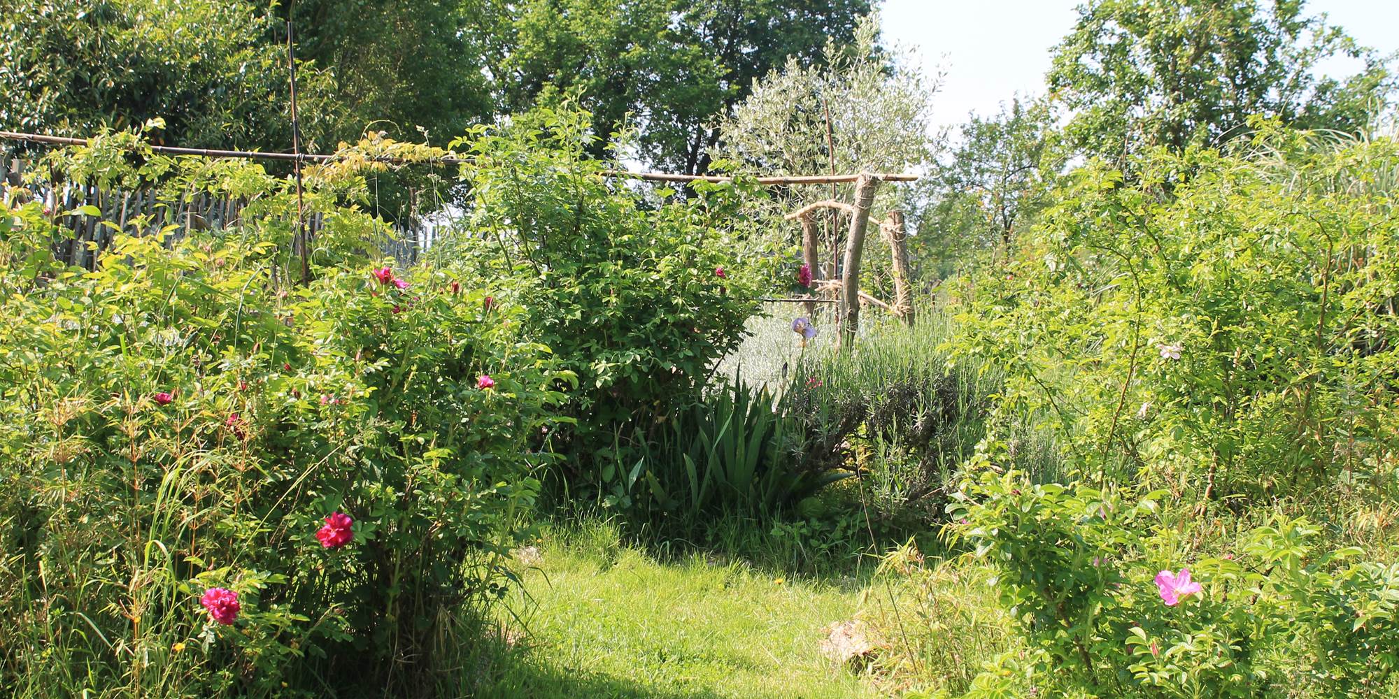 jardin-naturel-prairie-plantes-masserac-pédagogique-koantiz.jpg