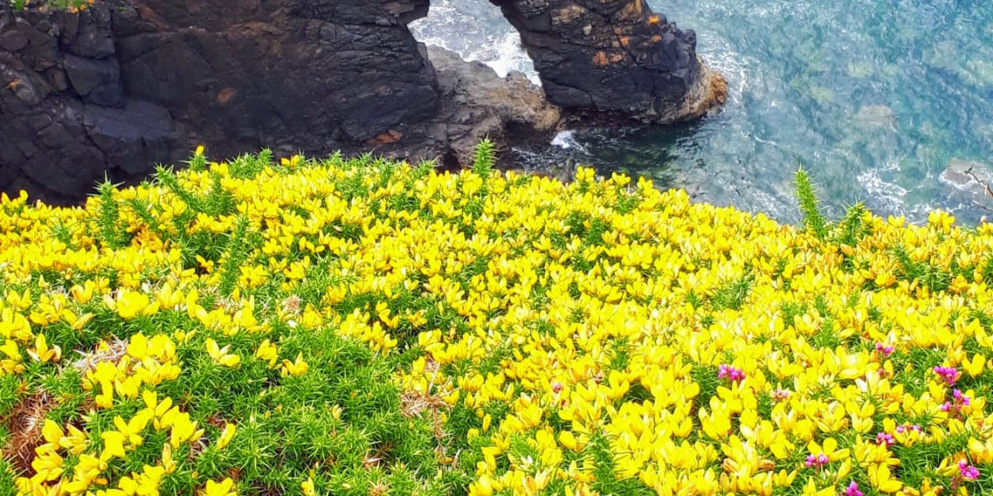 Maison d'hôtes Agapanthe&salicorne-Bretagne- Côte d'émeraude 10 - Copie