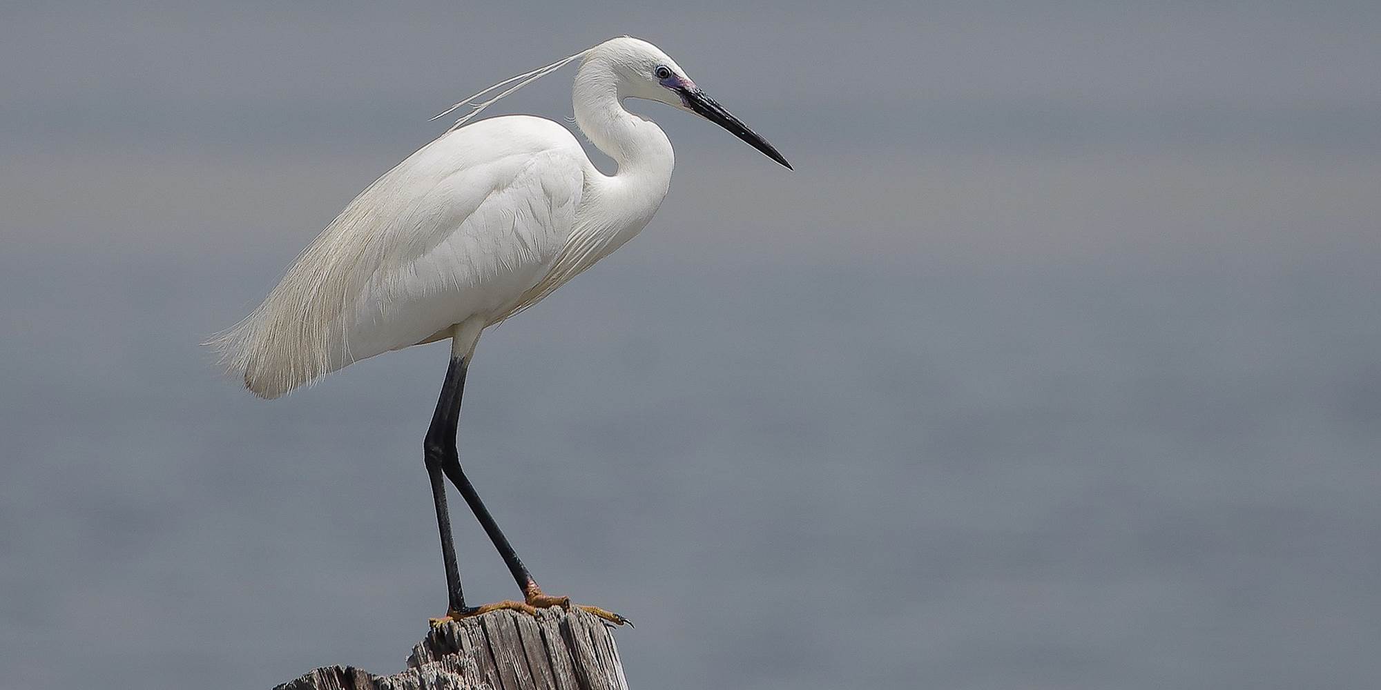 Aigrette Garzette près de l'île de la Pissotte