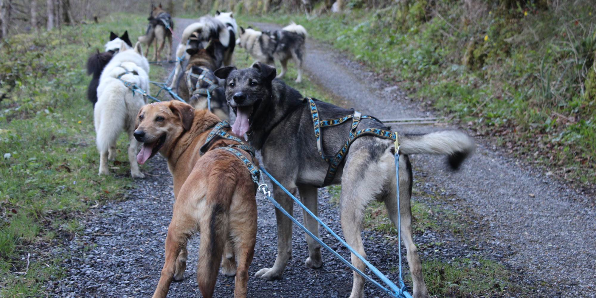 Baptême en Grand Attelage - Cani-Kart