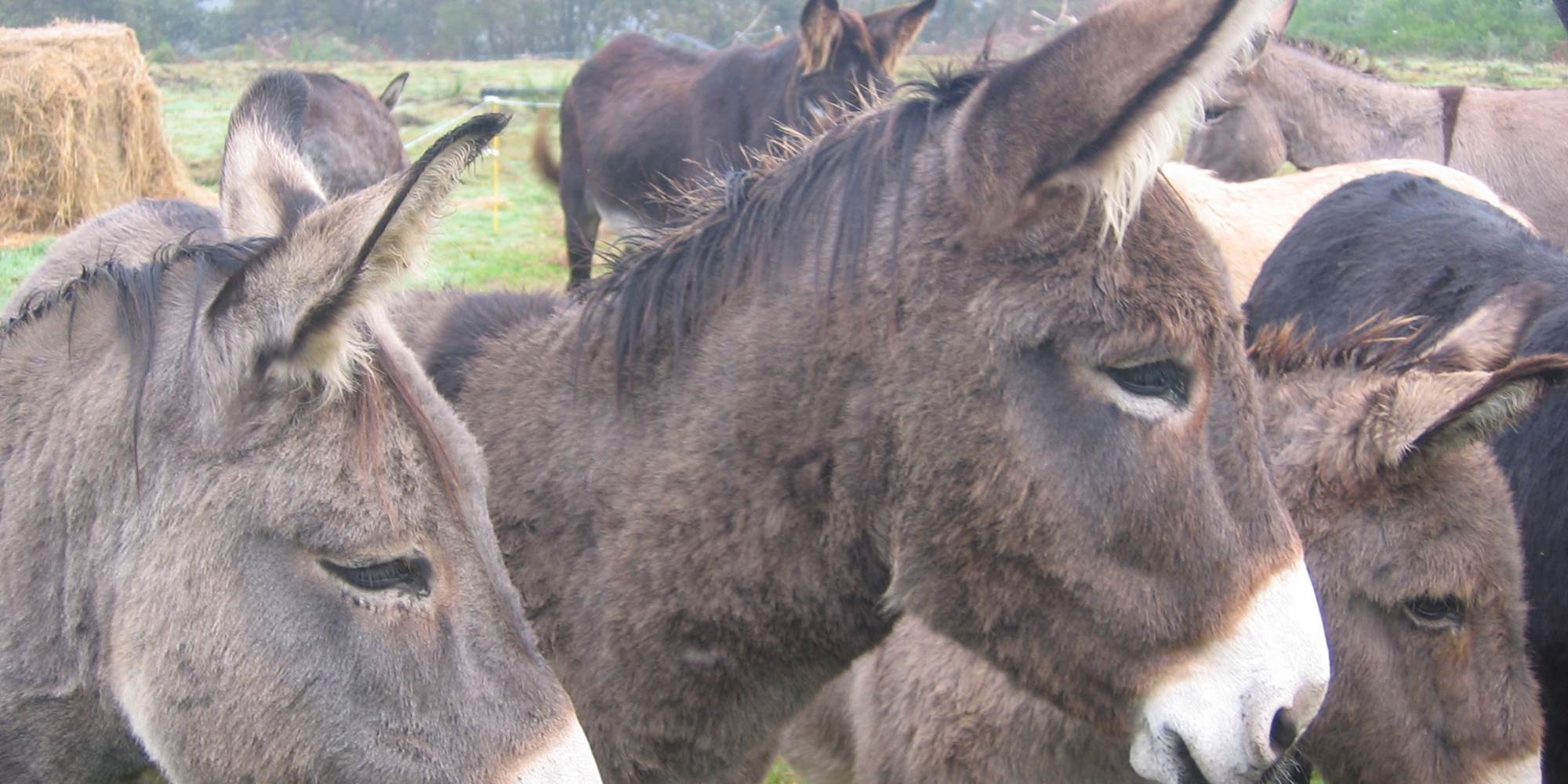 nos compagnons aux longues oreilles