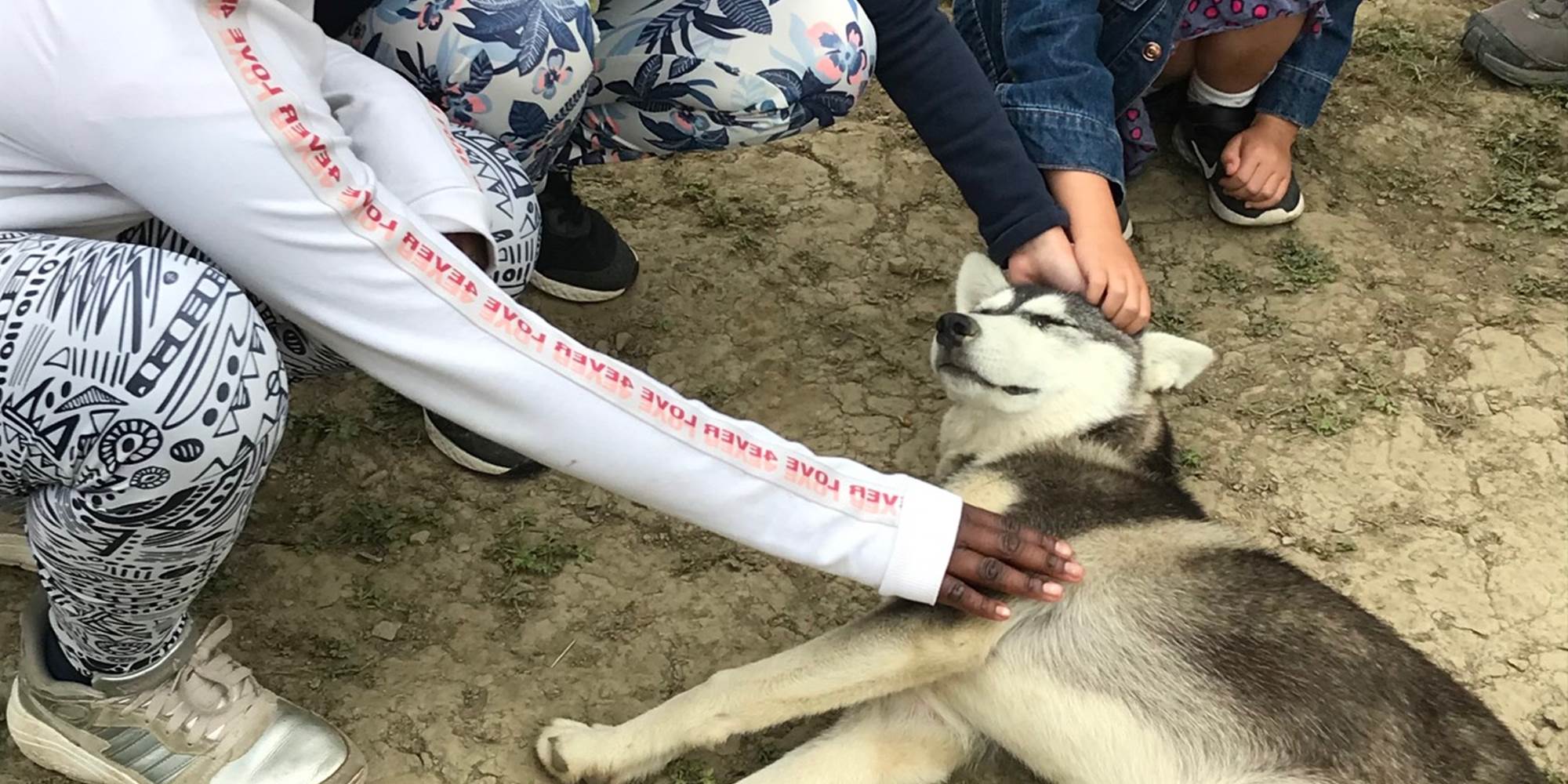Découverte des chiens de traîneau