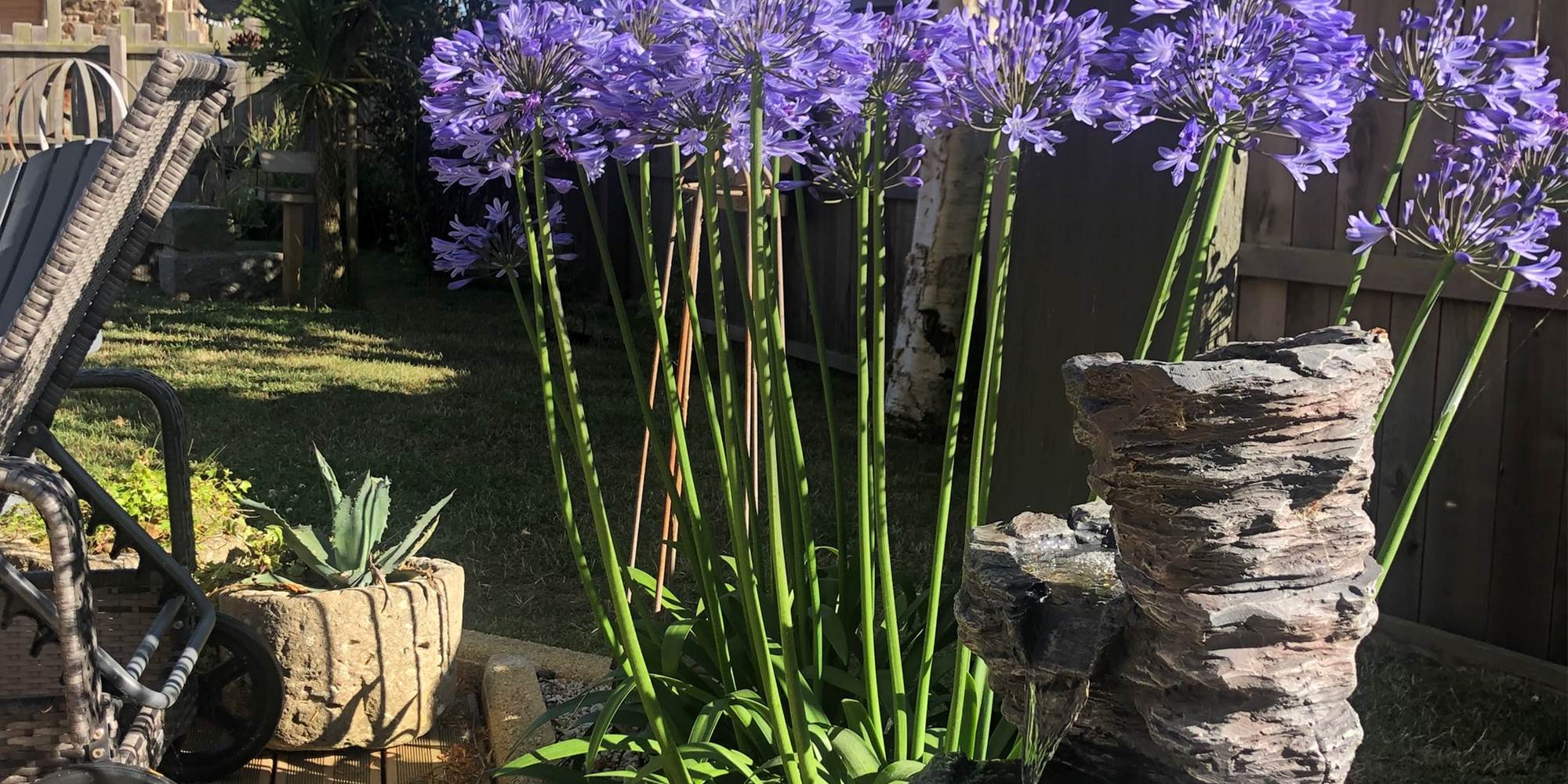 jardin
