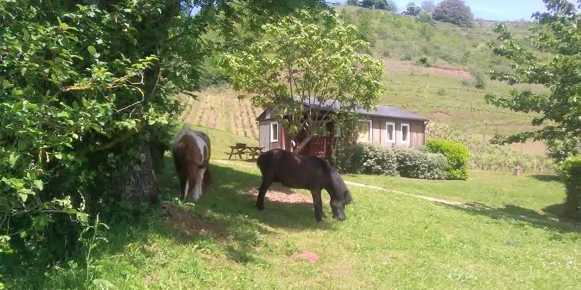 Les poneys