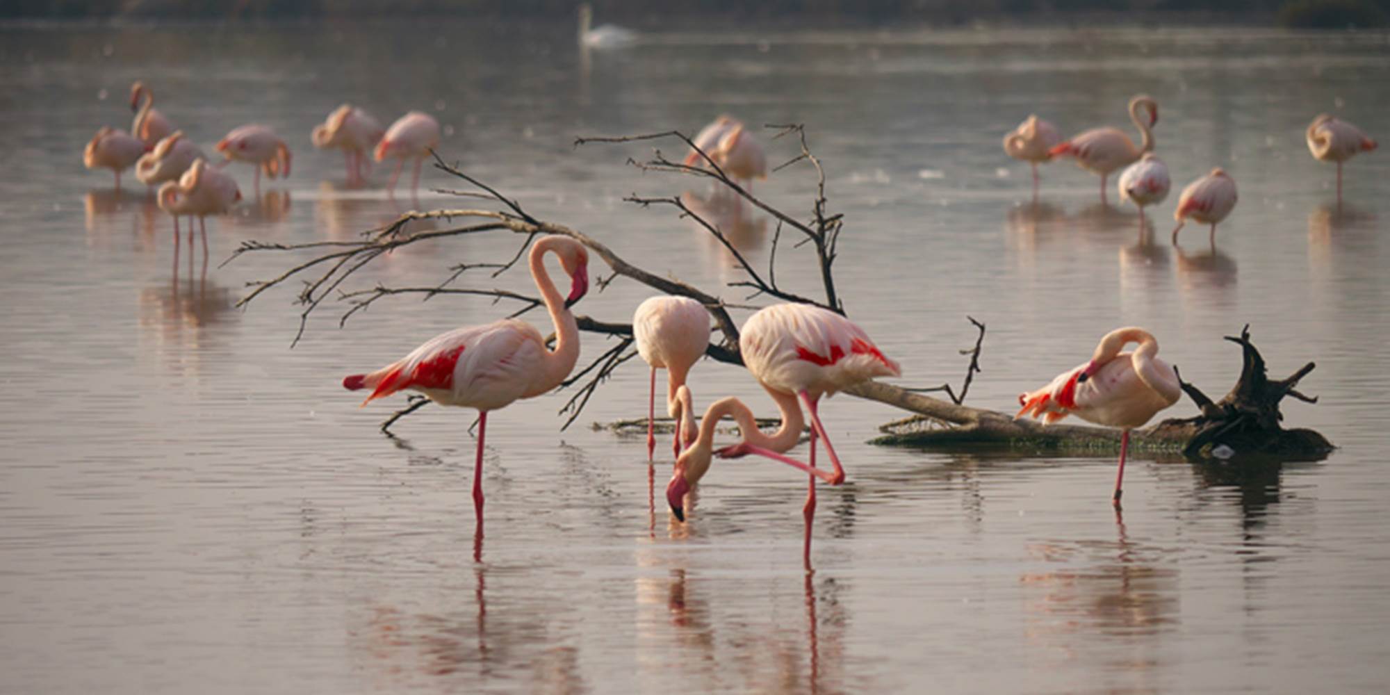 les flamants roses