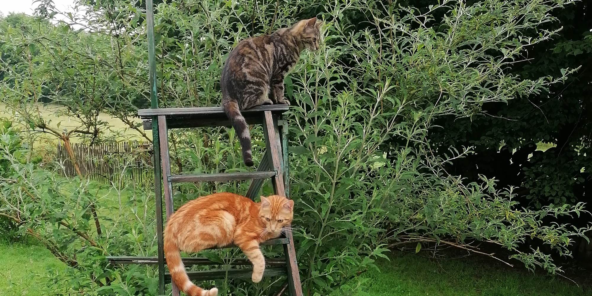 Chats