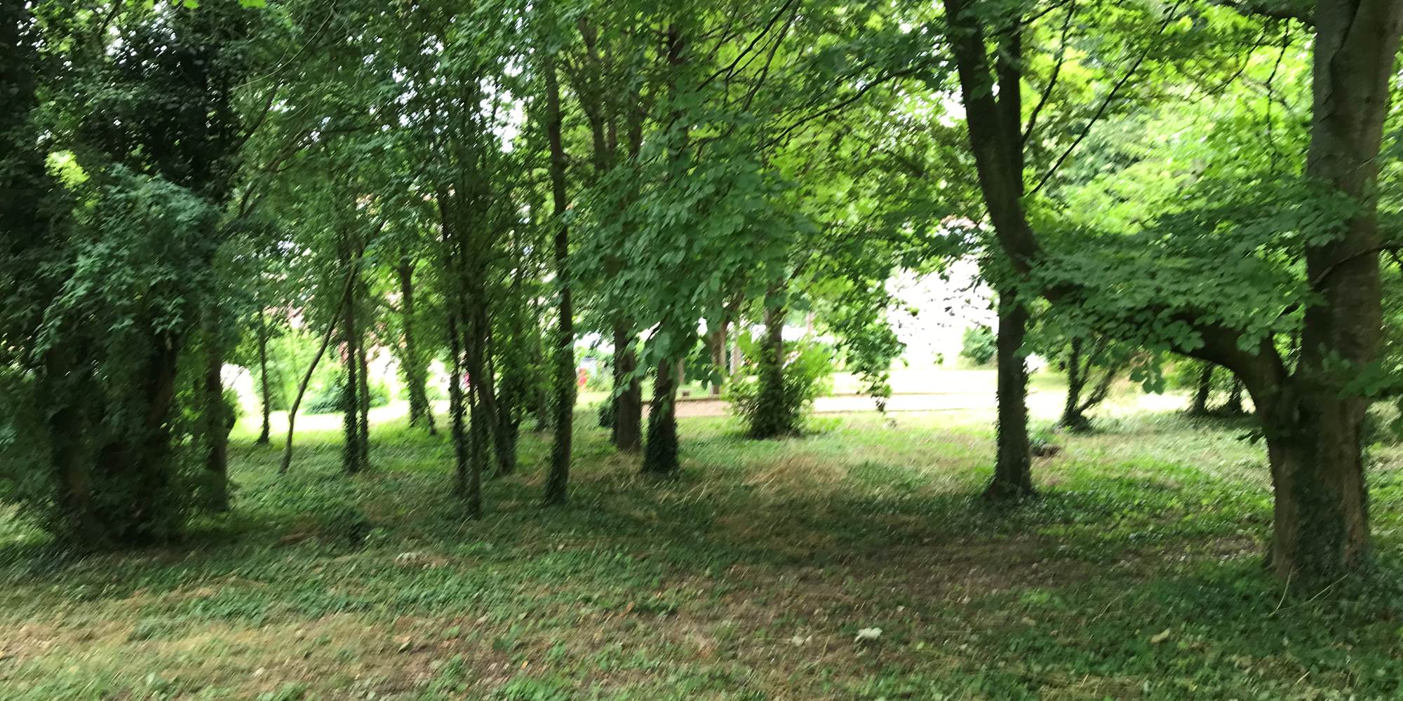 Le sous-bois ombragé