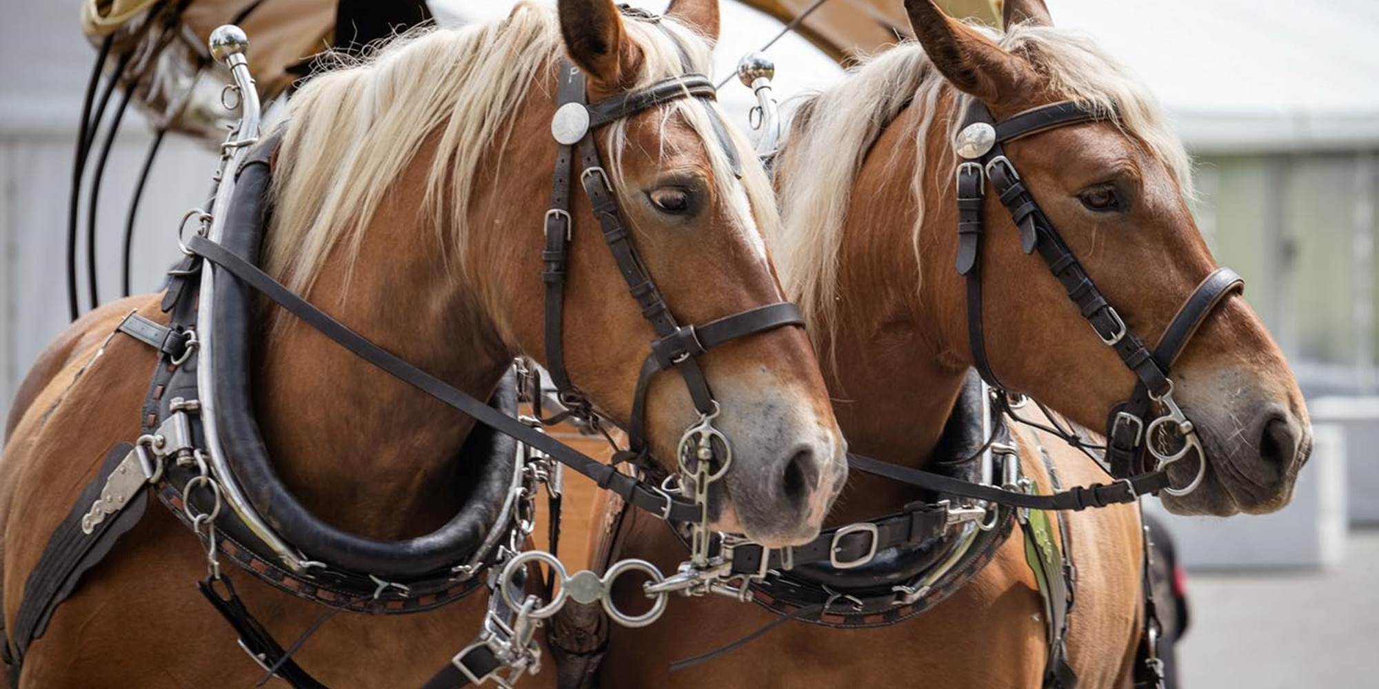 Pénélope et Gess, deux chevaux de notre tribu de Comtois