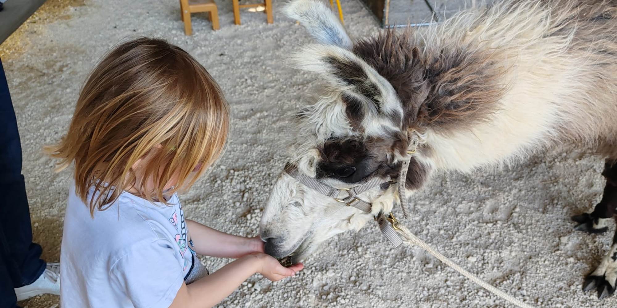 Offrir aux enfants des contacts privilégiés avec les lamas et alpagas