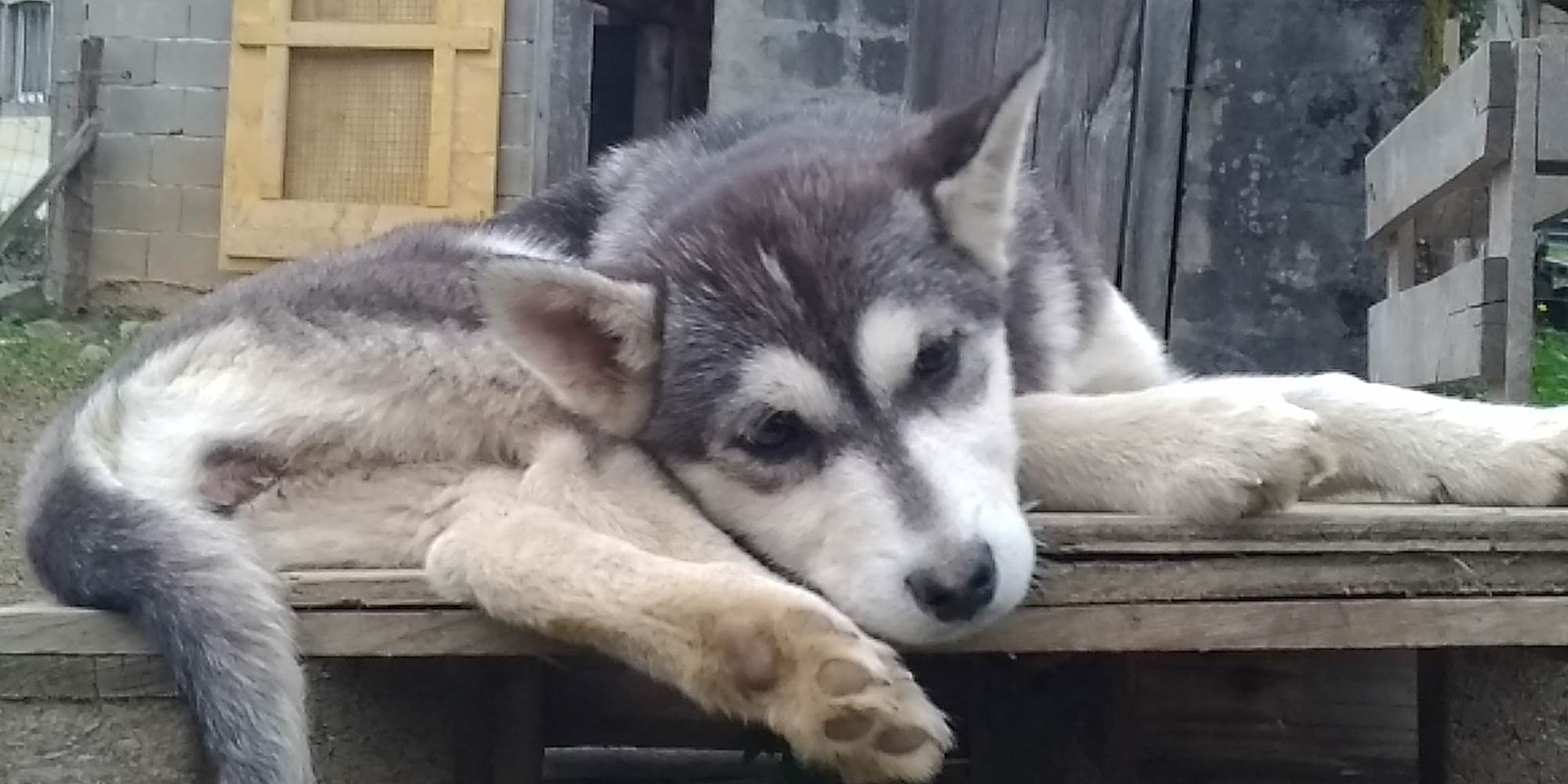 Scottish - Husky de Sibérie