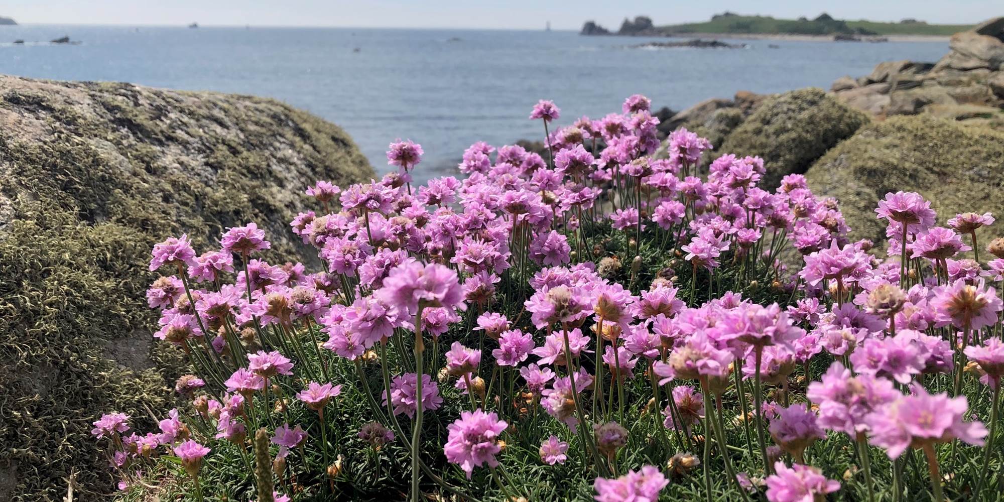 Location-Finistère Nord-Pays d'Iroise. Armérias-GR34, proche "Terre d'Iroise"
