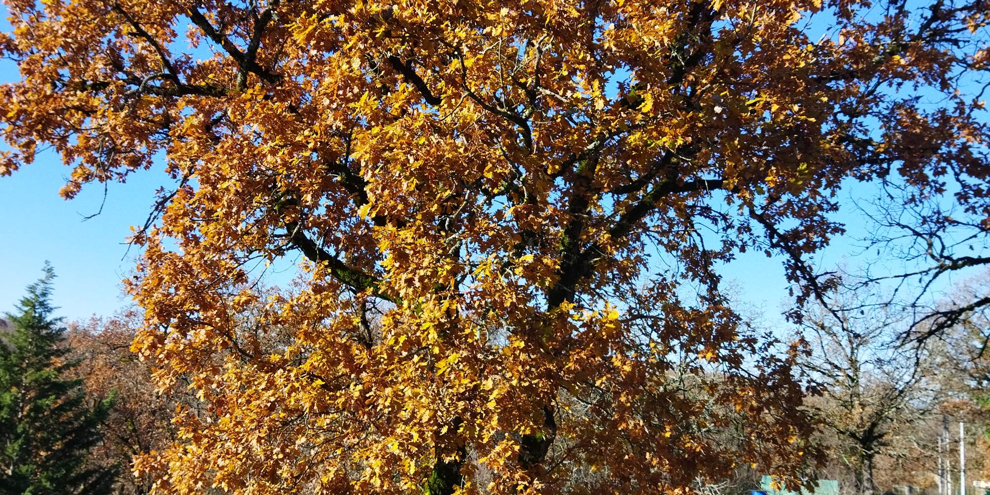 Notre chêne avec sa parure d'automne