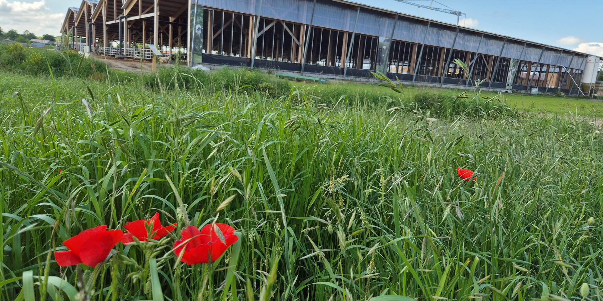 Ferme des Délices Foréziens à Saint Cyr les Vignes