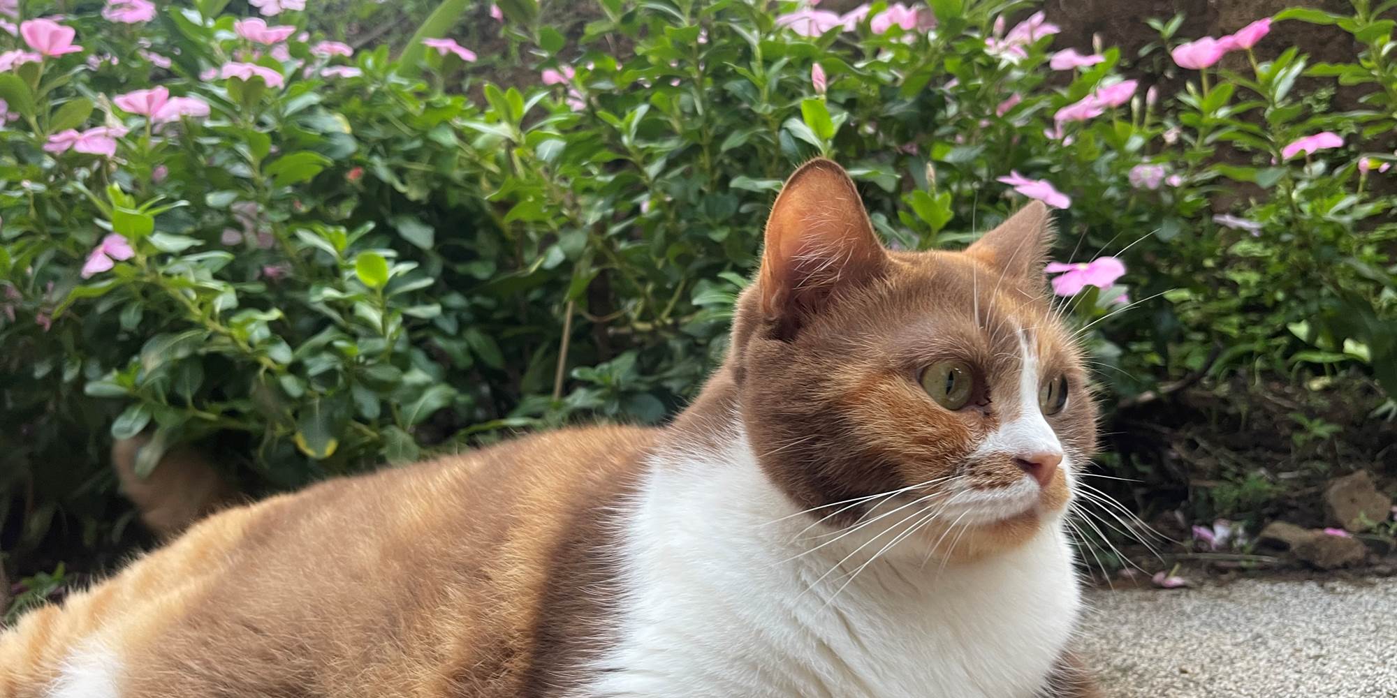 Le chat de la maison