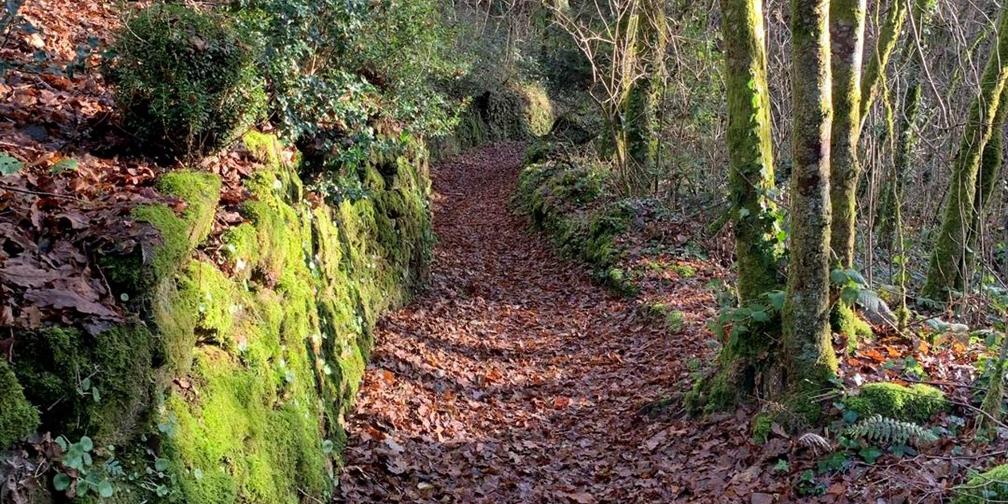 Nombreuses randonnées en forêt au départ de nos Gîtes "Le Chant des Sources" à Gimel-les-Cascades.