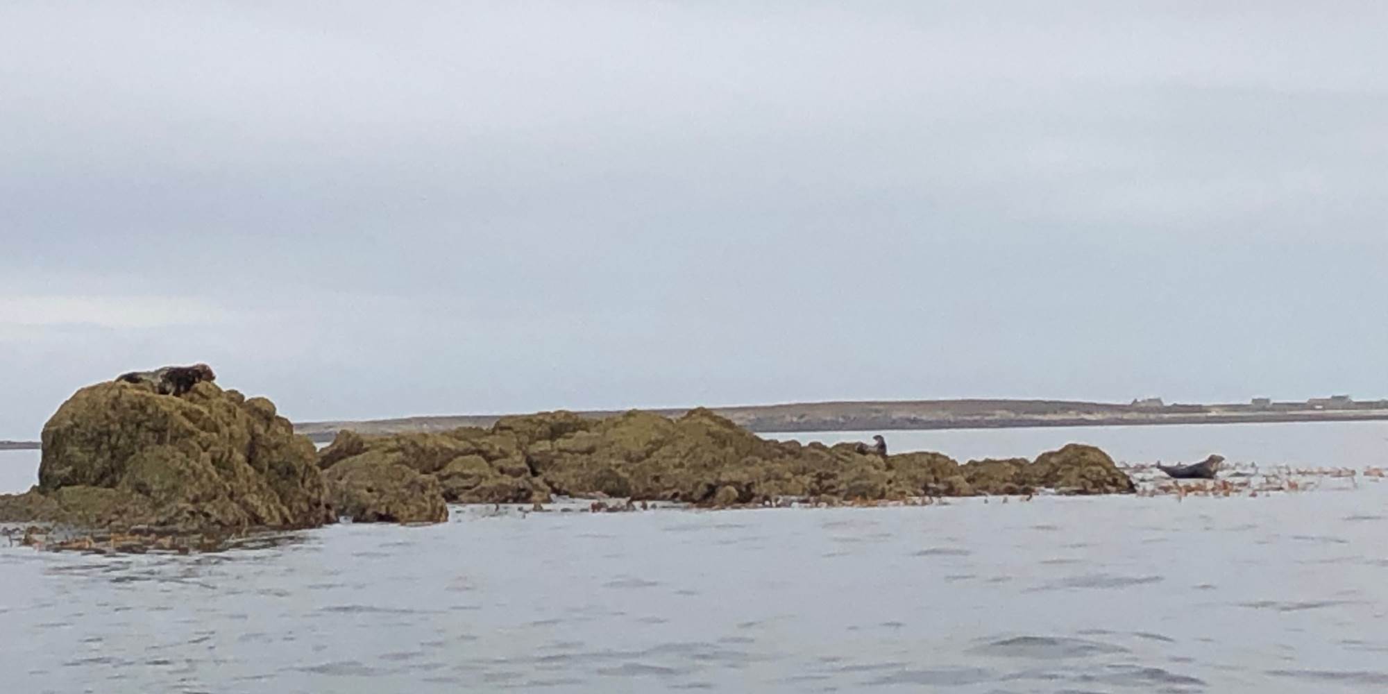 Sortie en mer-Phoques-Séjour-Terre d'Iroise