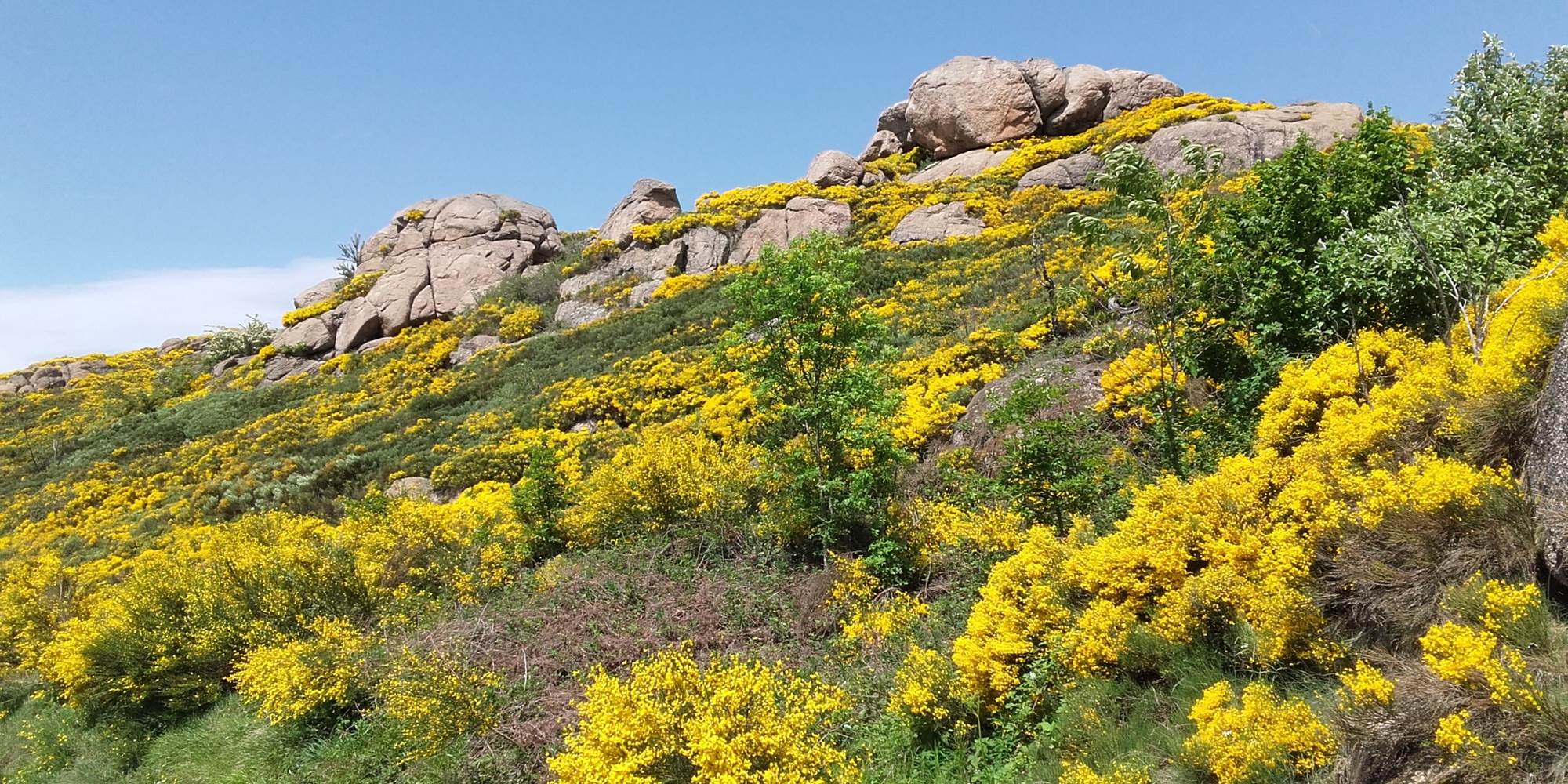 Chemin de randonnée en Margeride au milieu des genêts en fleur