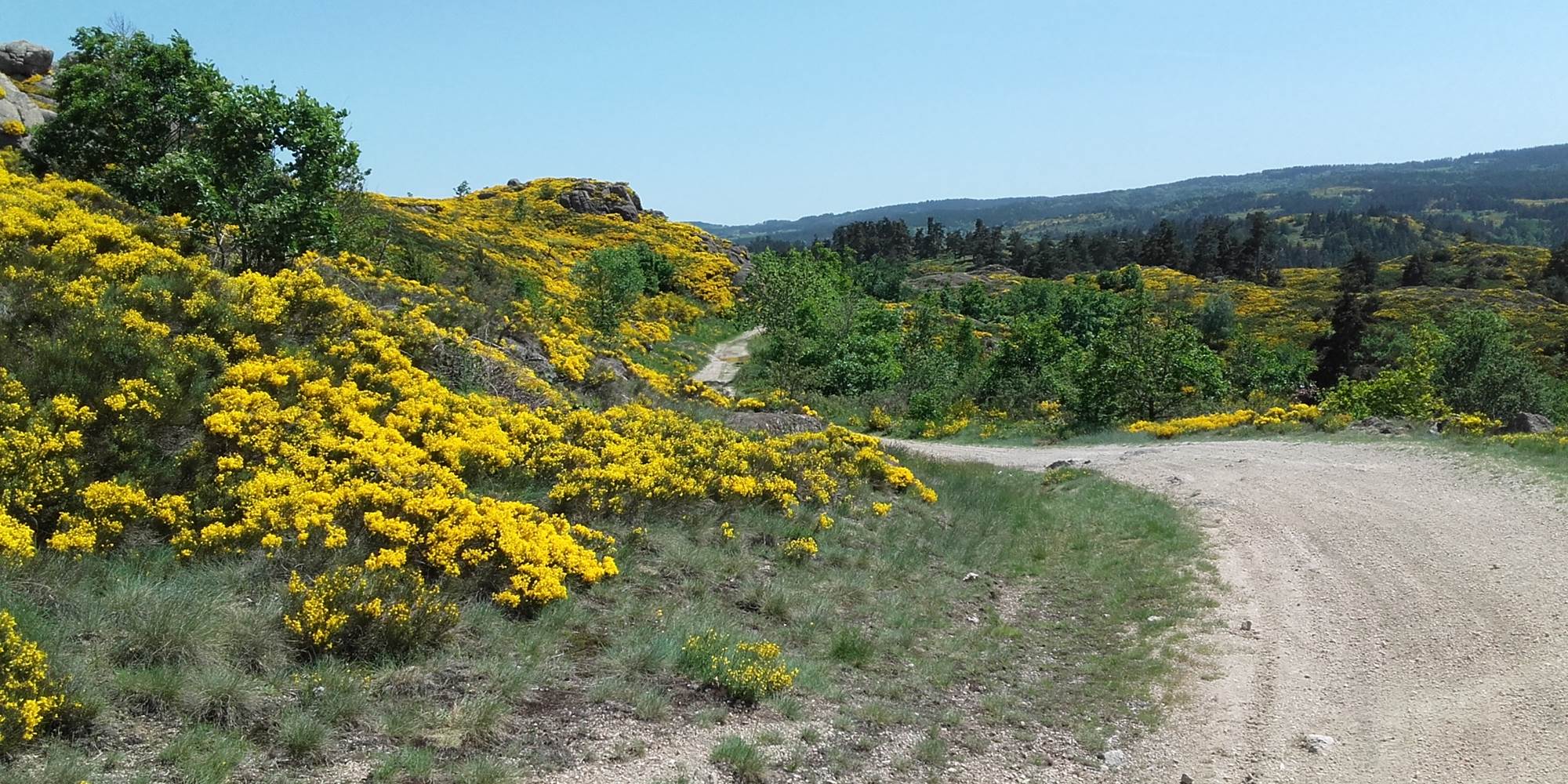 Chemin de randonnée en Margeride au milieu des genêts en fleur