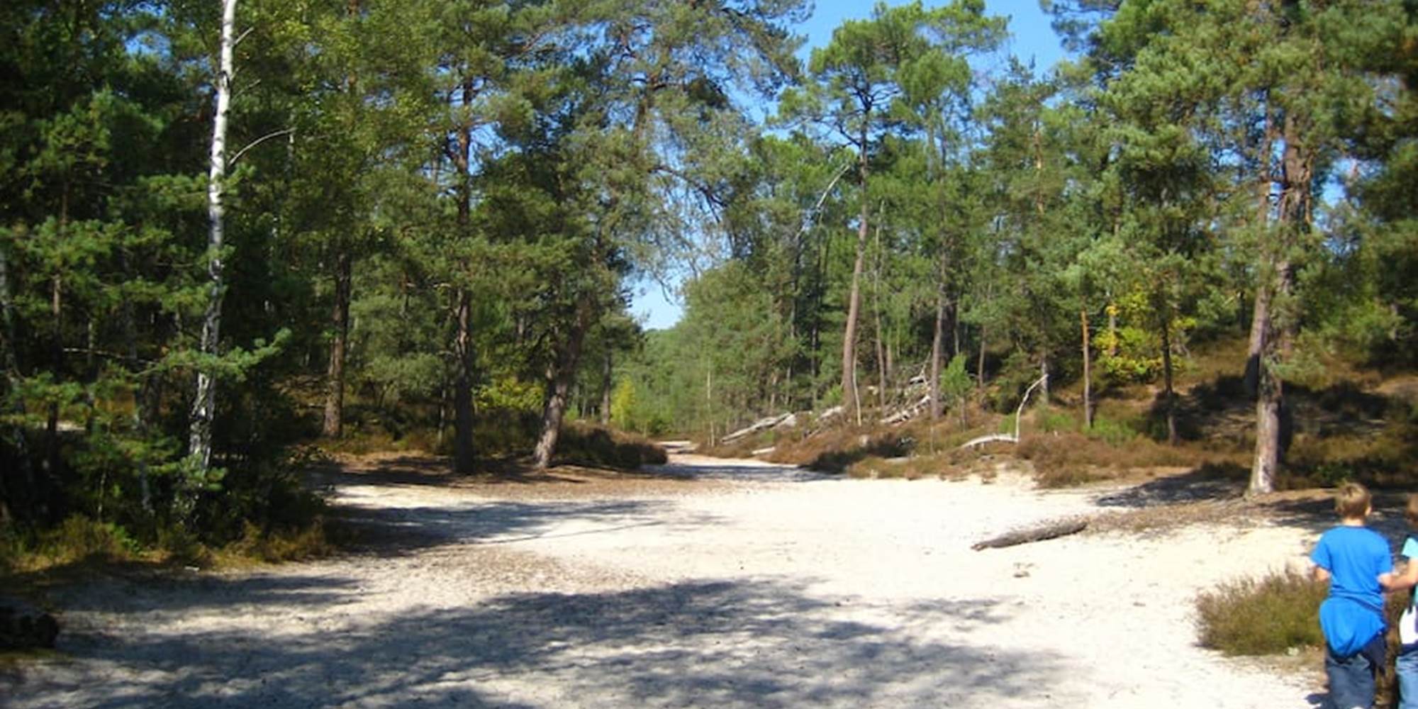 Fontainebleau, ses pinèdes, ses sables et ses roches...