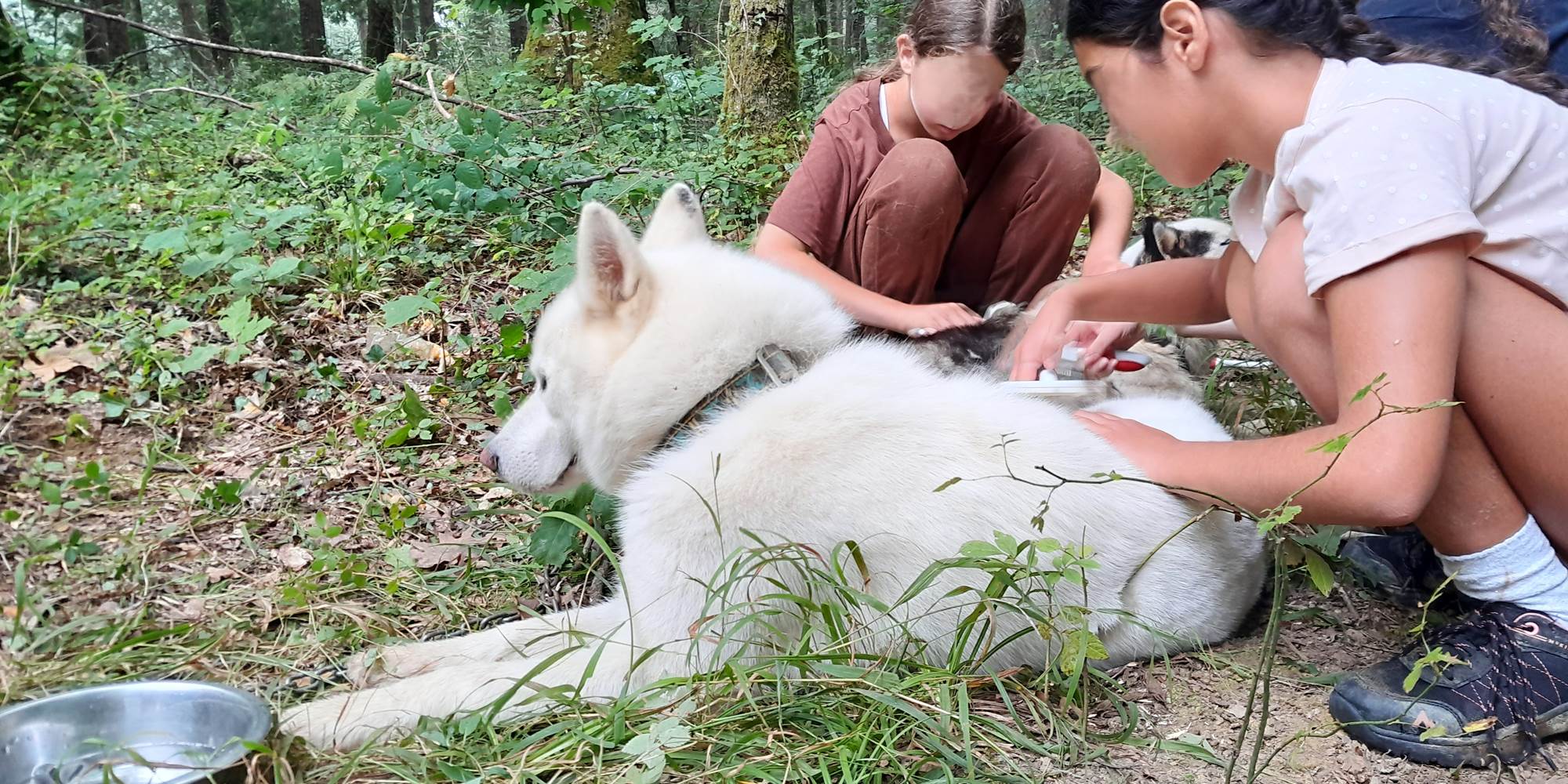 Soins apportés aux chiens après les activités