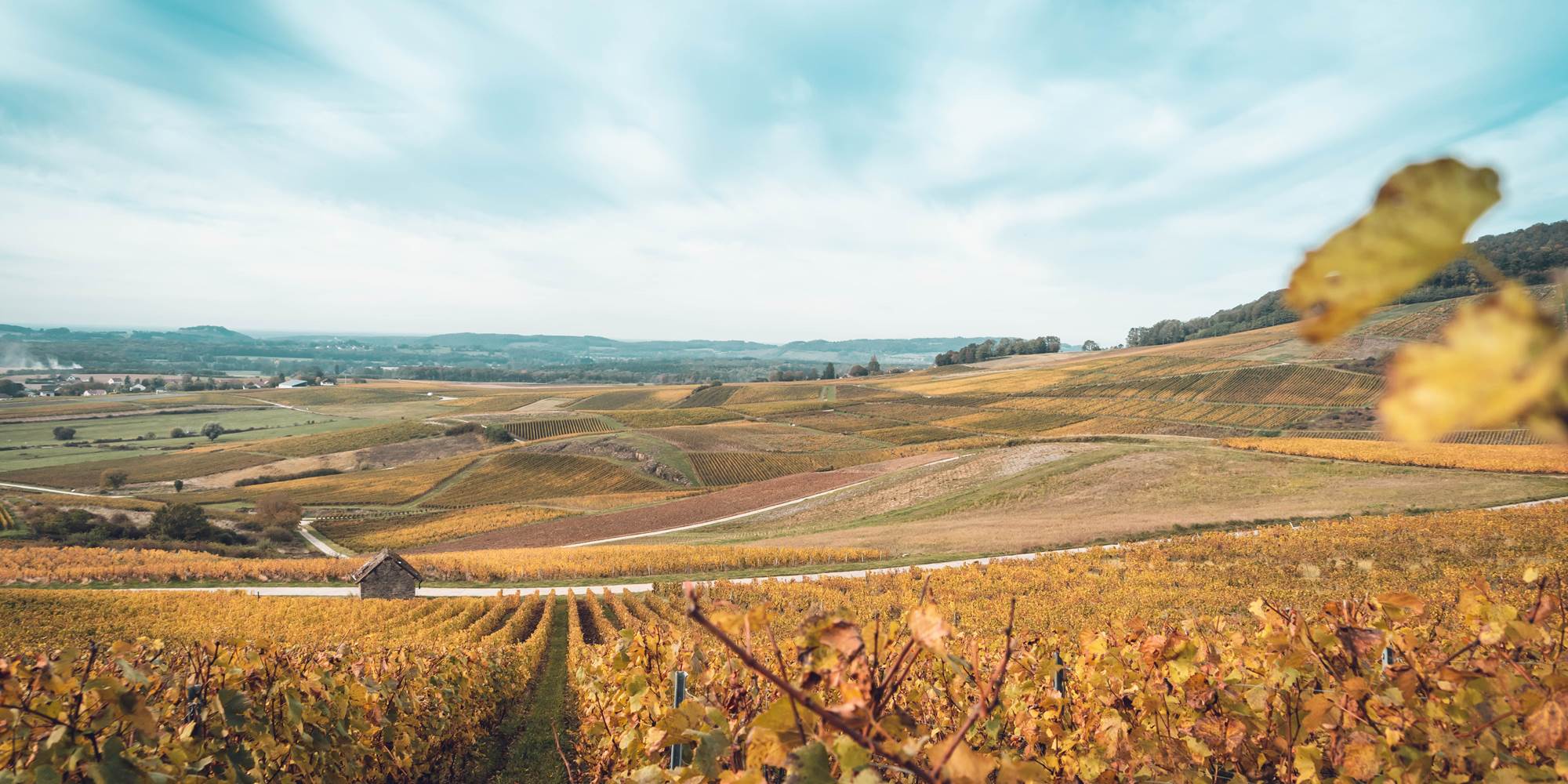 Vue des vignes au Vernois