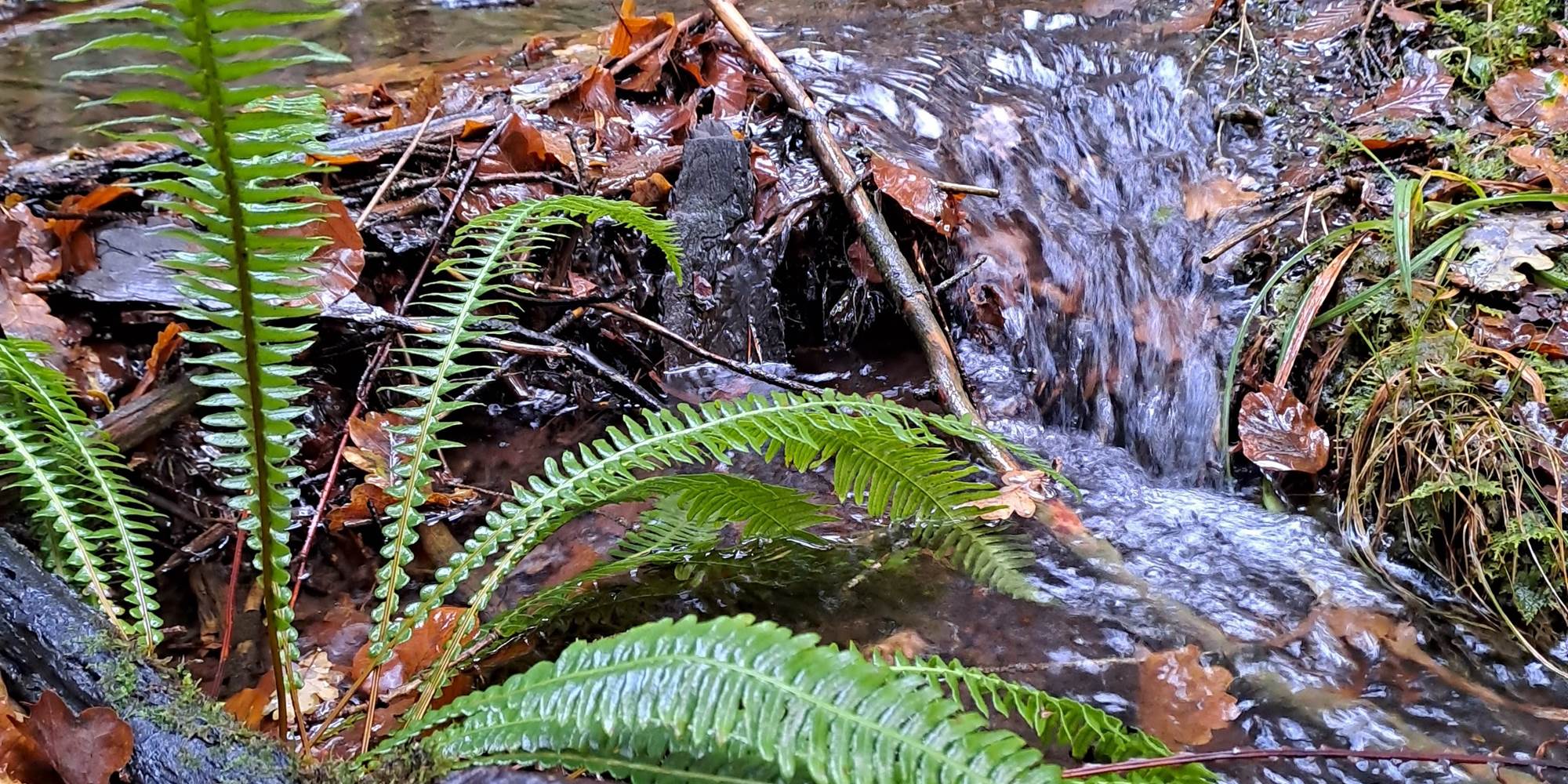 leschaumieresdebrameix ruisseau