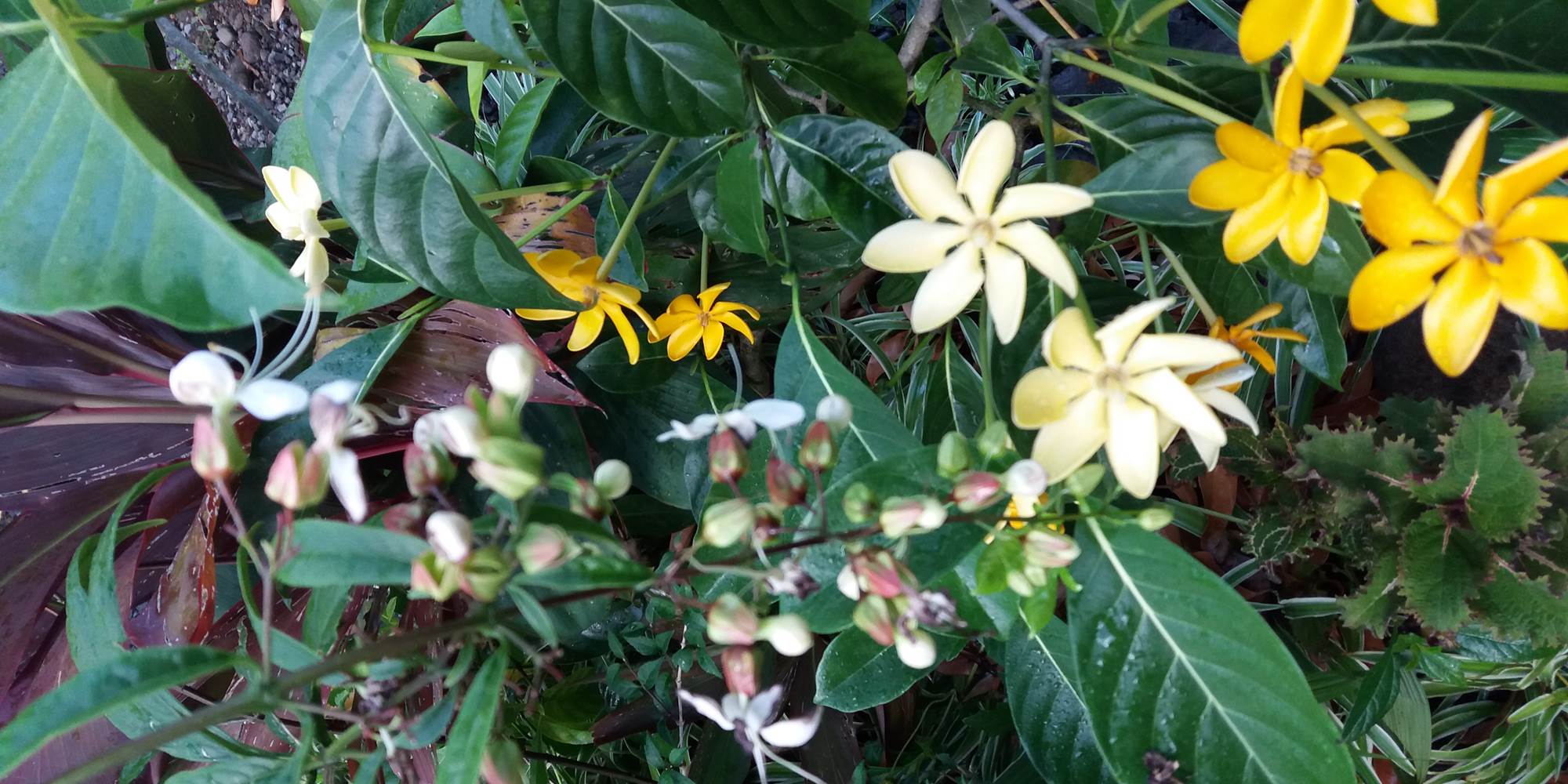 Fleur du jardin