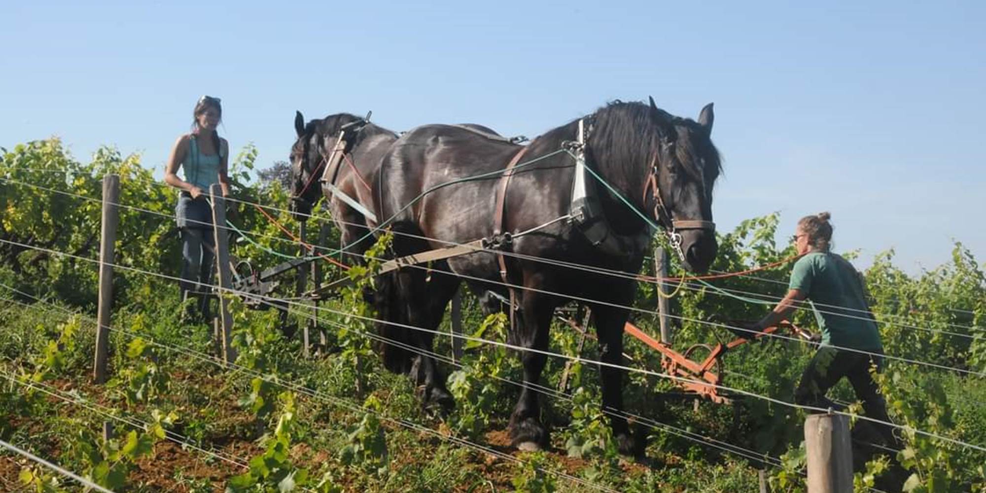 Vignes travaillées en traction animale, la Pensée Filante