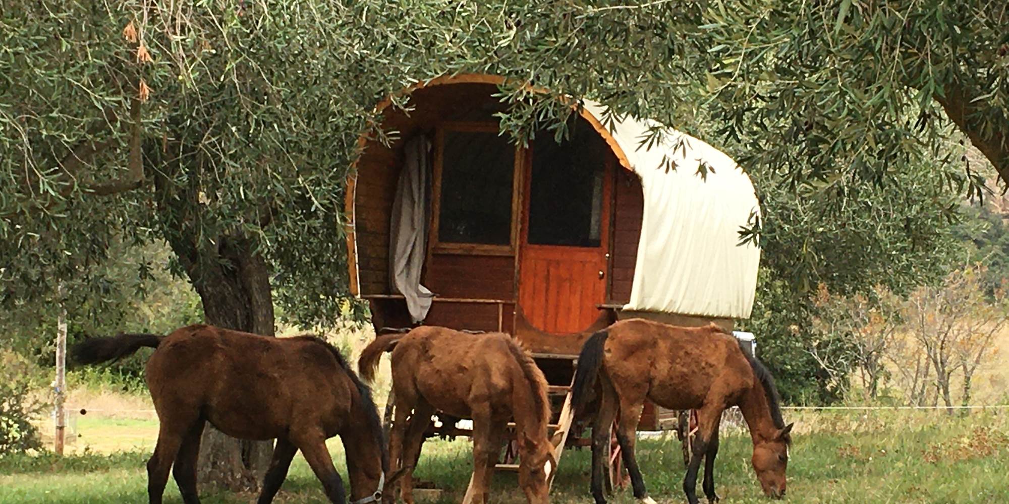 Visite des poulains...