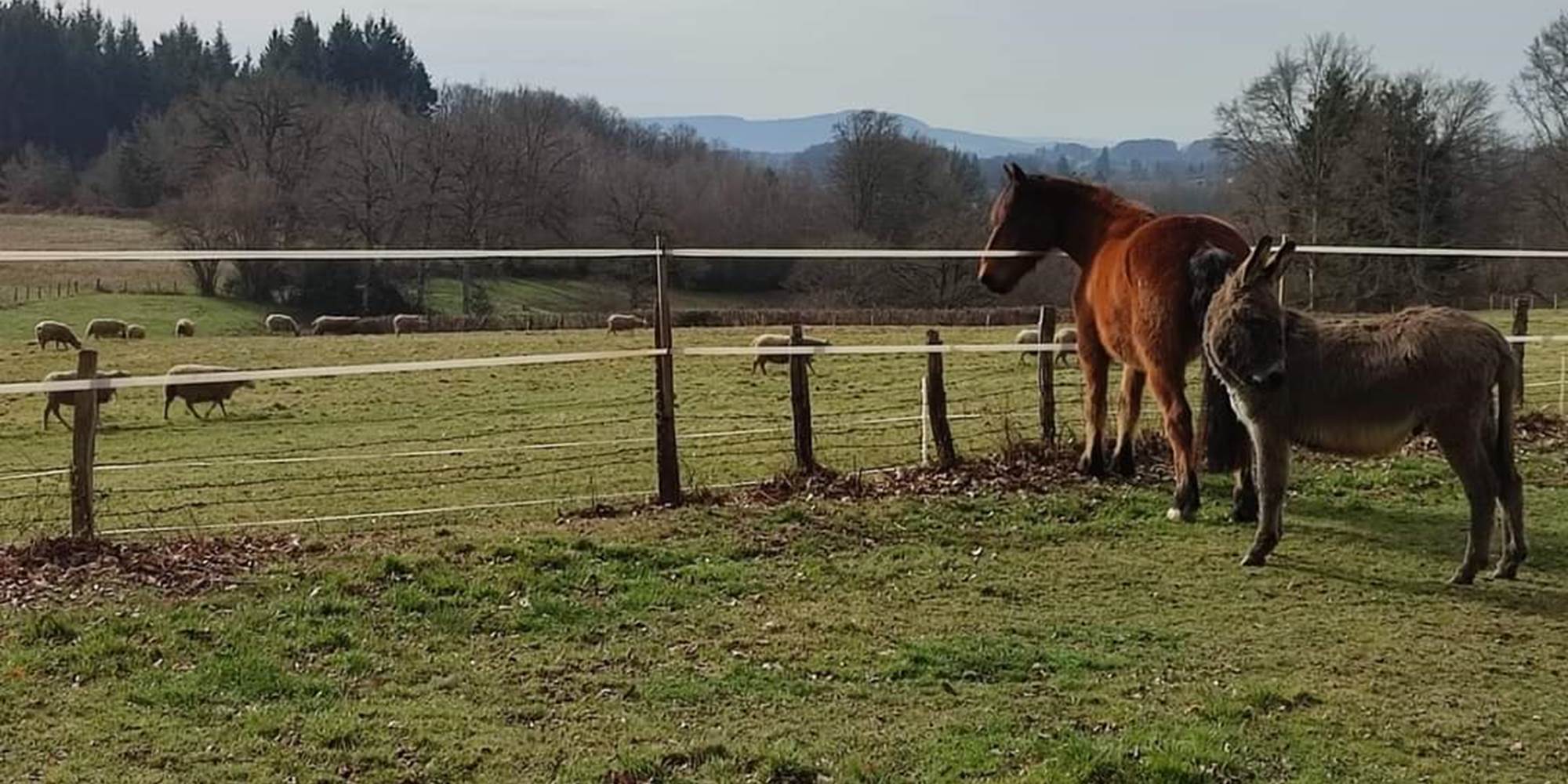 chambreshotes-animaux-cantal-cheval-ane