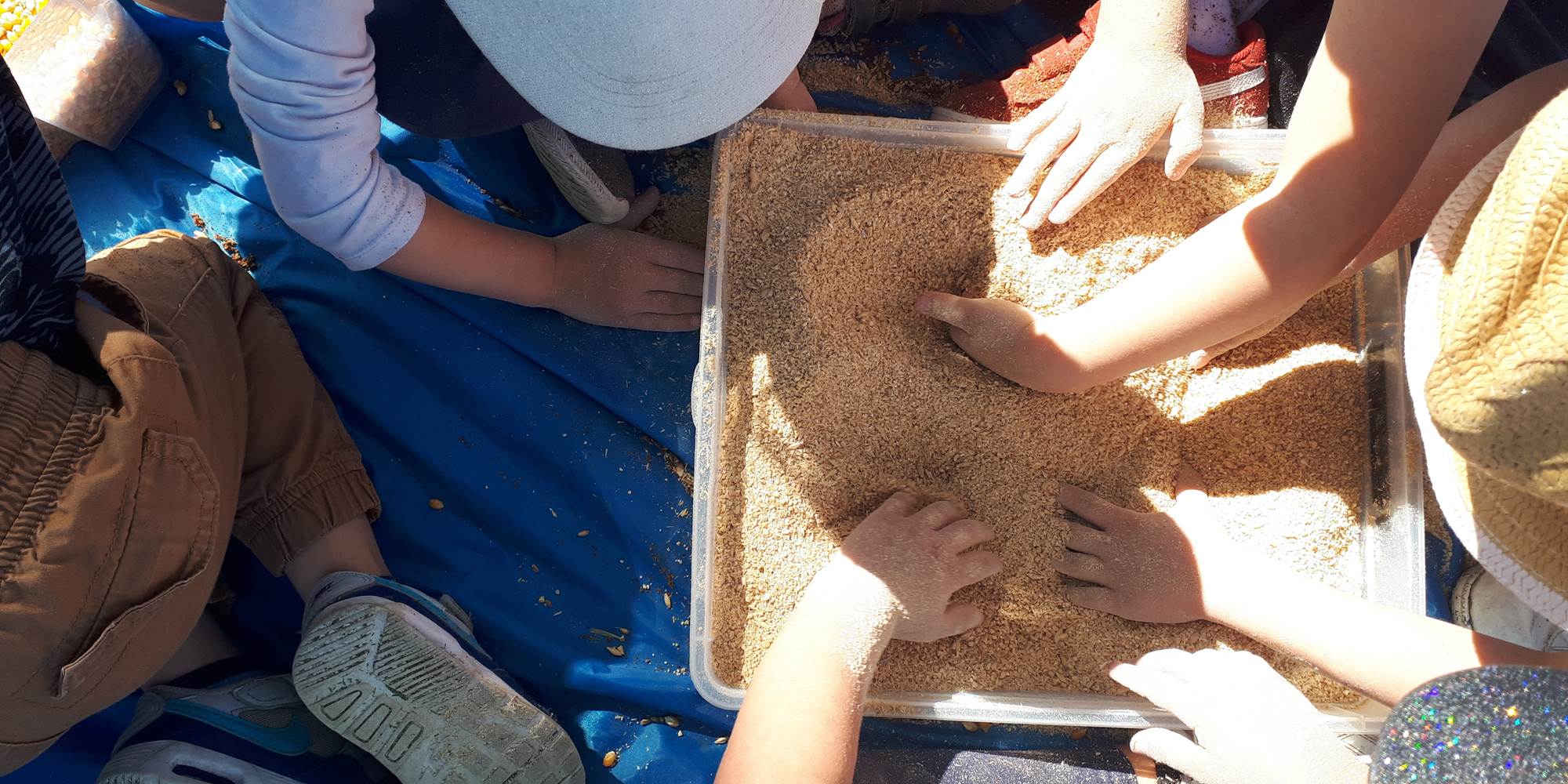 la ferme des delices foreziens, ferme pedagogique, visites familles,boîtes sensorielles,céréales,farine,st cyr les vignes, loire forez, 42