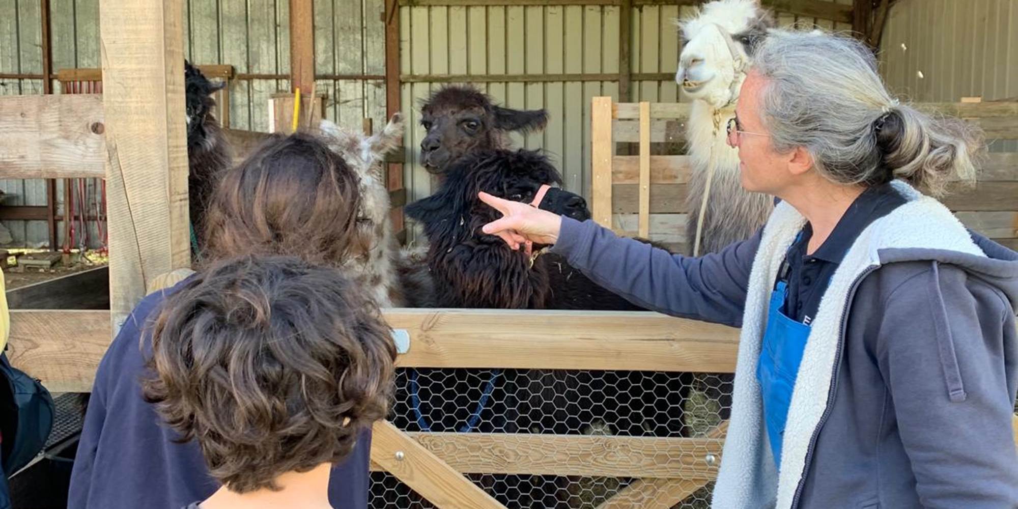 Visite immersive avec les lamas et alpagas