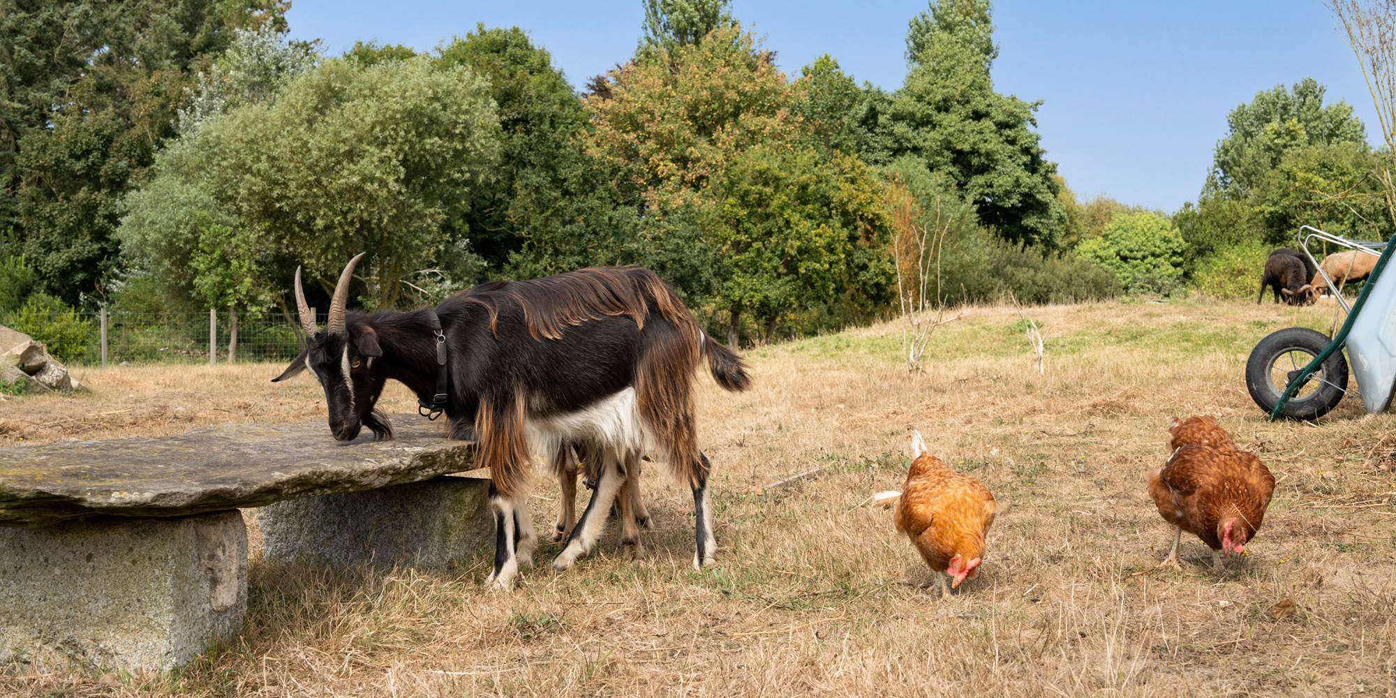 350 chemin de Trovern_Plougonvelin_21082025_ (25)
