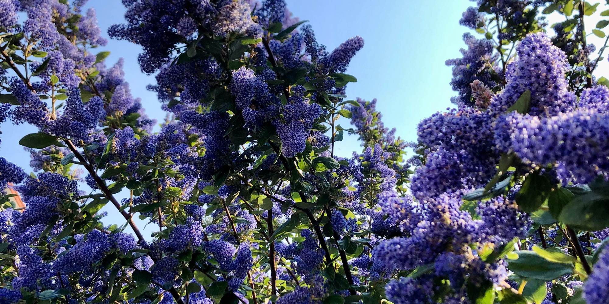 Jardin La Cotentine