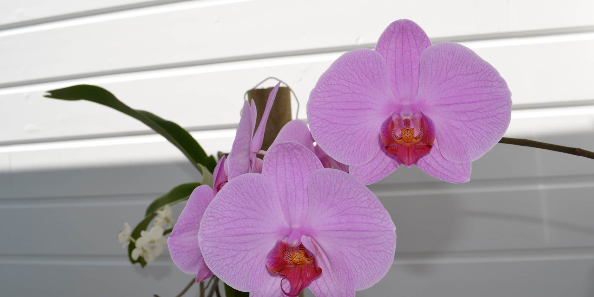 Orchidée