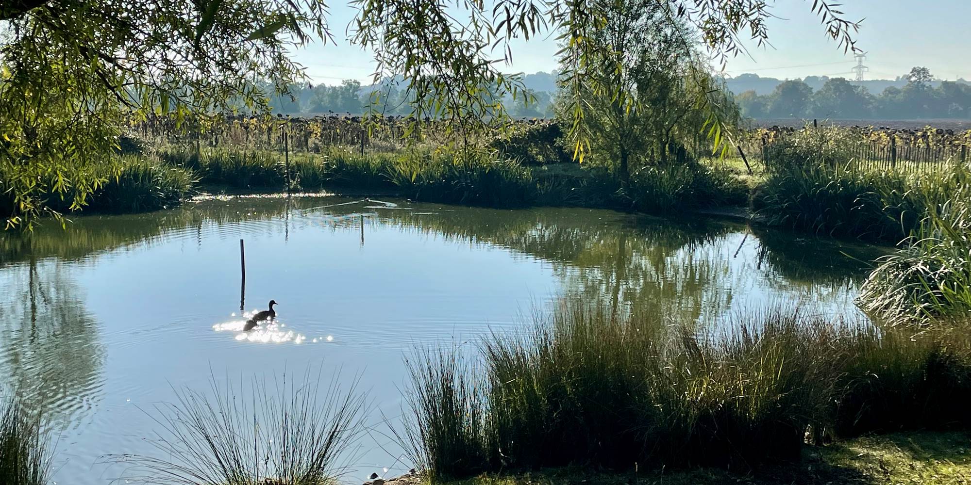 La mare aux canard