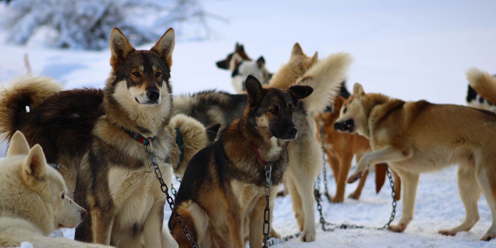 Nos chiens de traineau