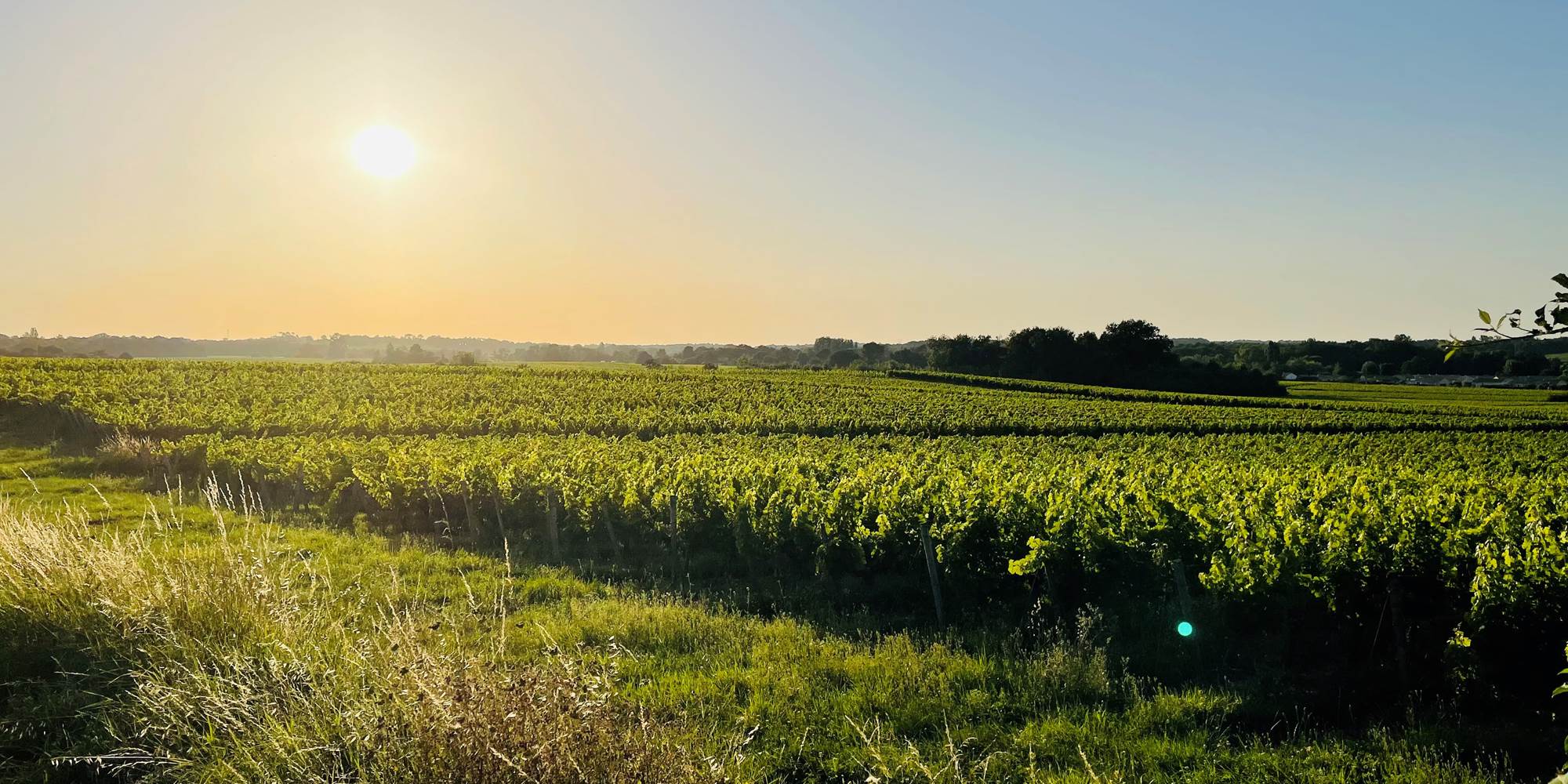 Vue sur les vignobles