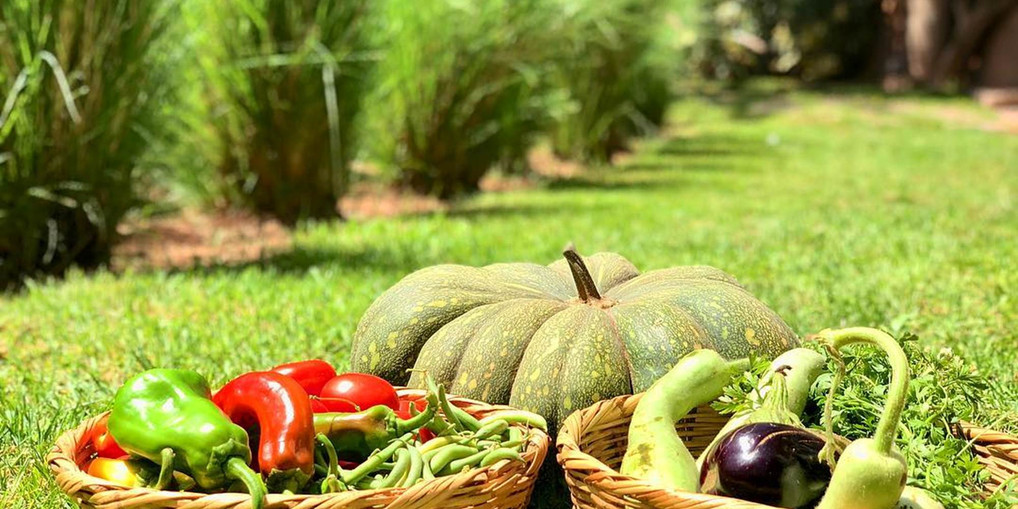 POTAGER-presta