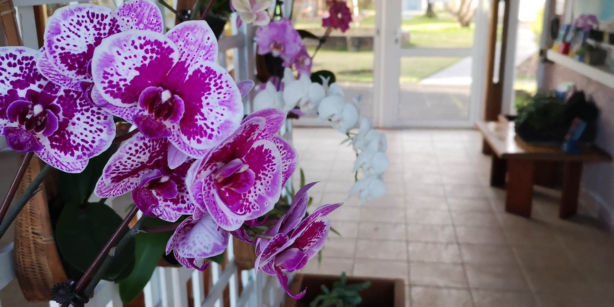 Orchidee